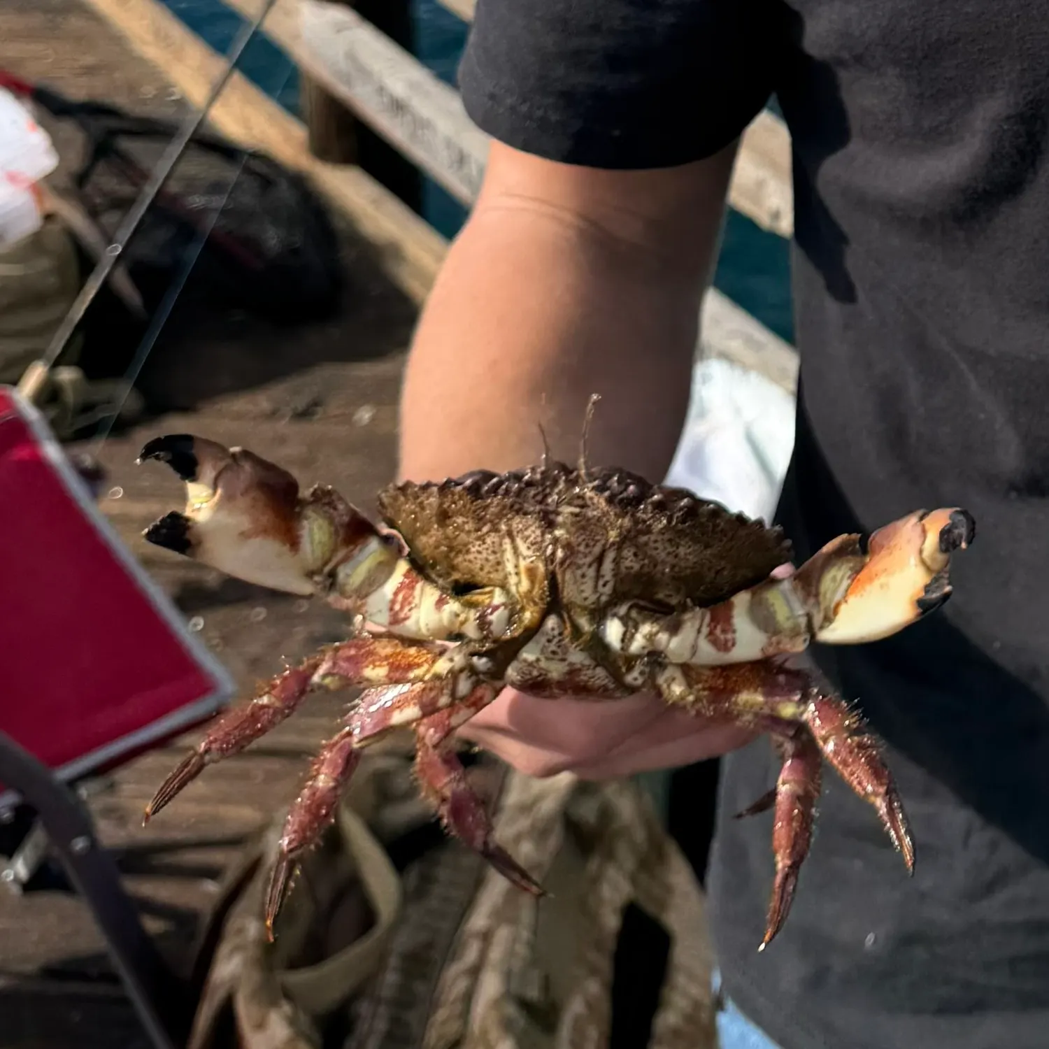 The most recent Pacific rock crab catches on Fishbrain