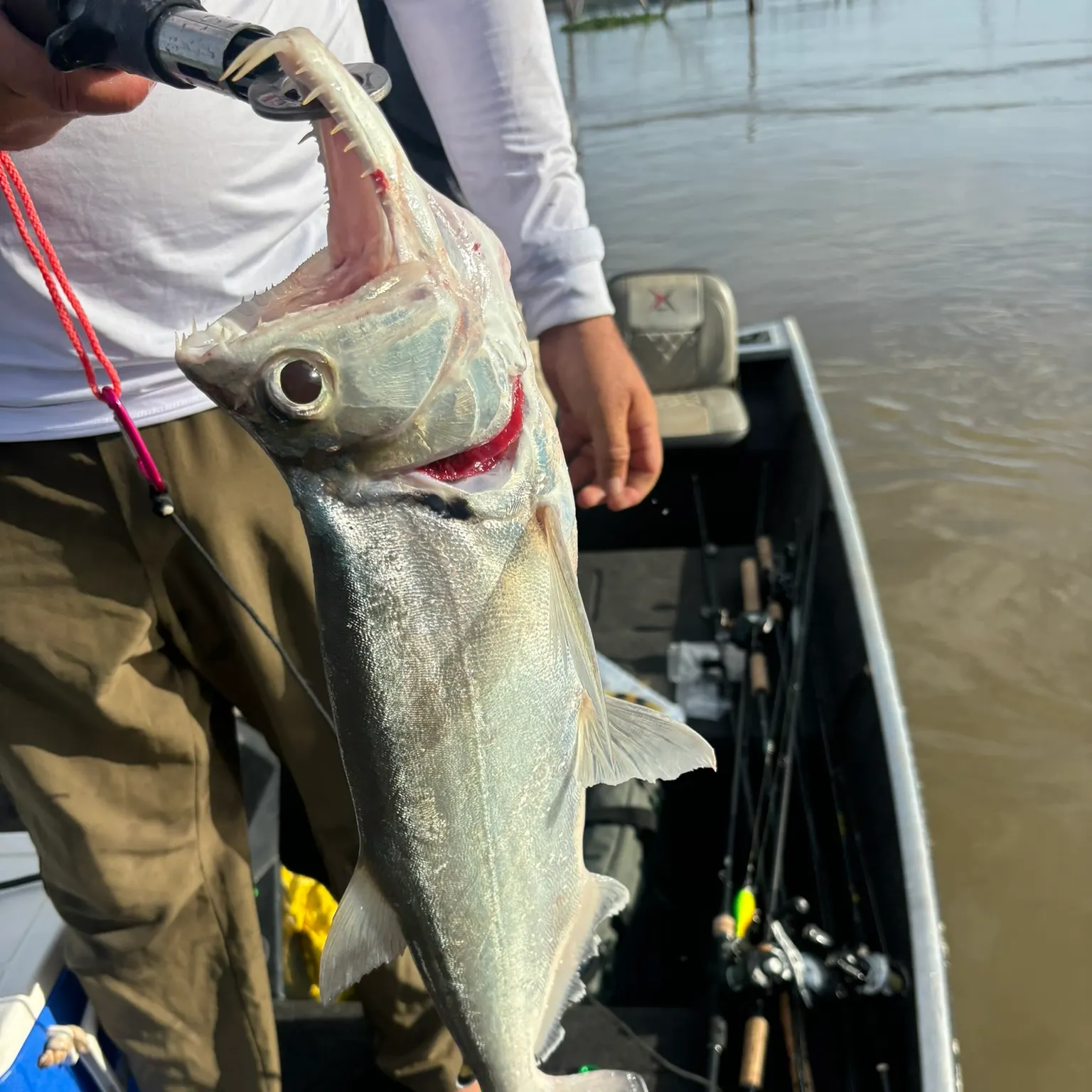 The most recent Black-tailed payara catches on Fishbrain