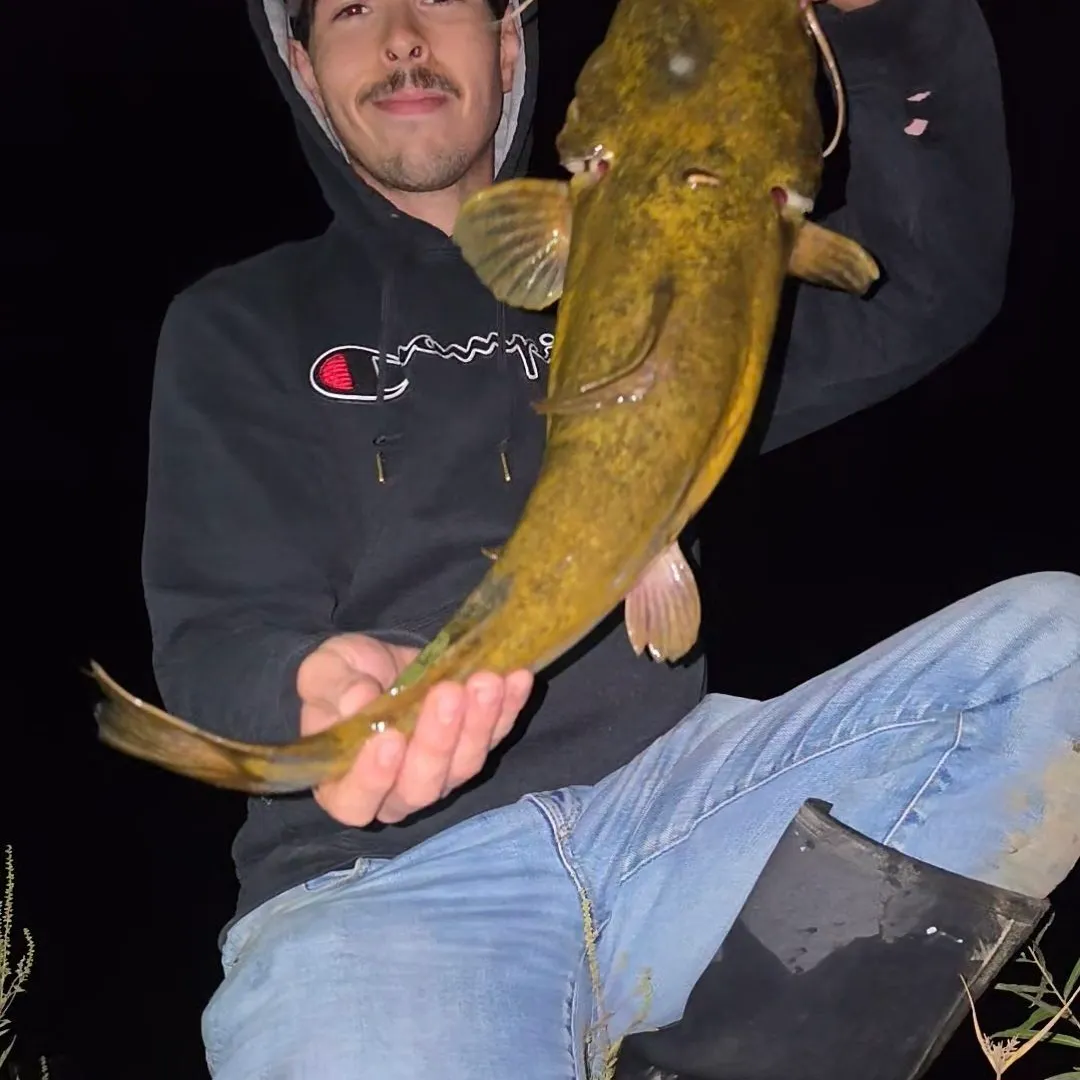Flathead catfish caught on Fishbrain