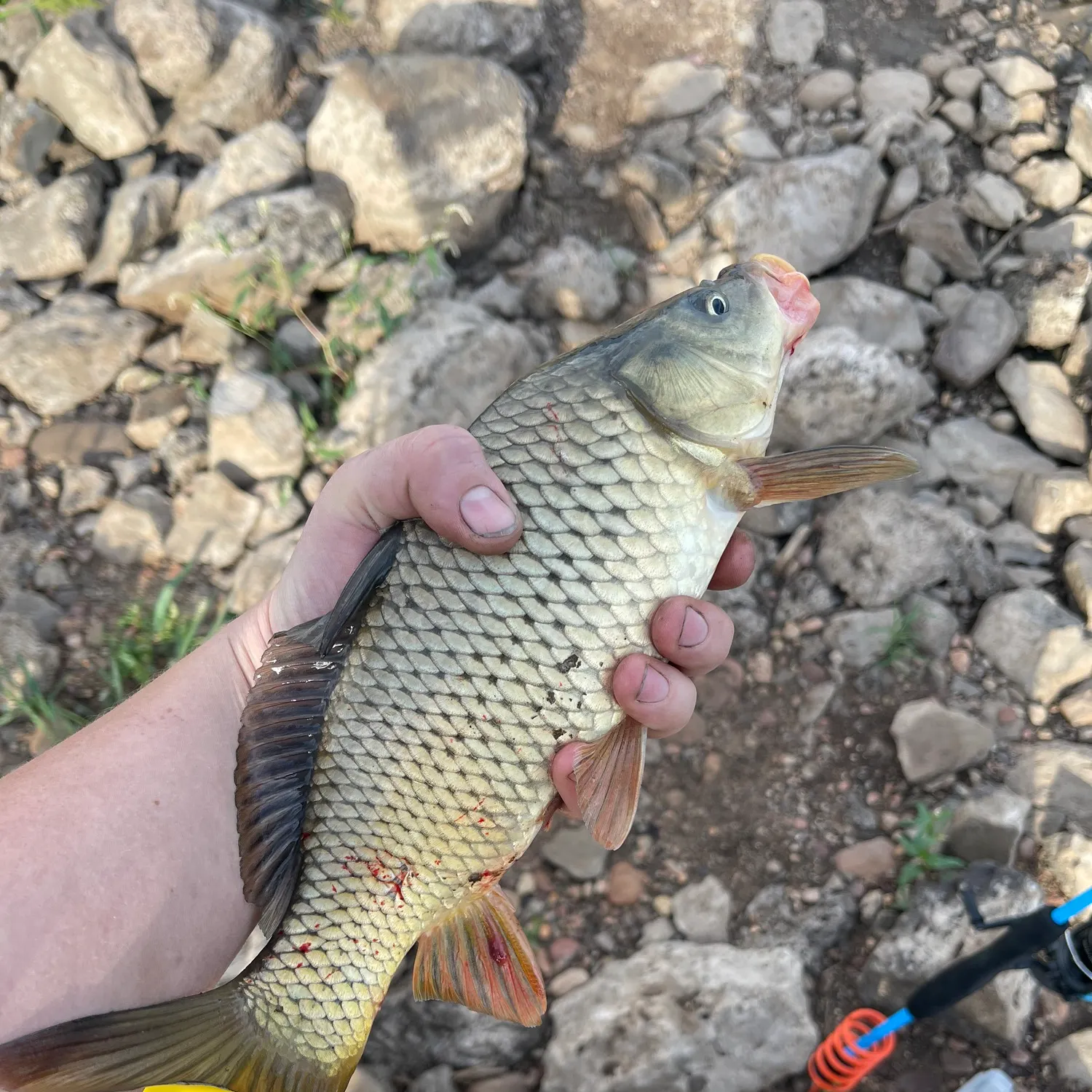 Common carp caught on Fishbrain
