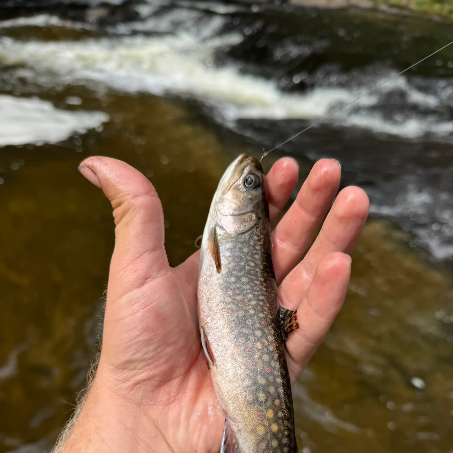 Brook trout caught on Fishbrain