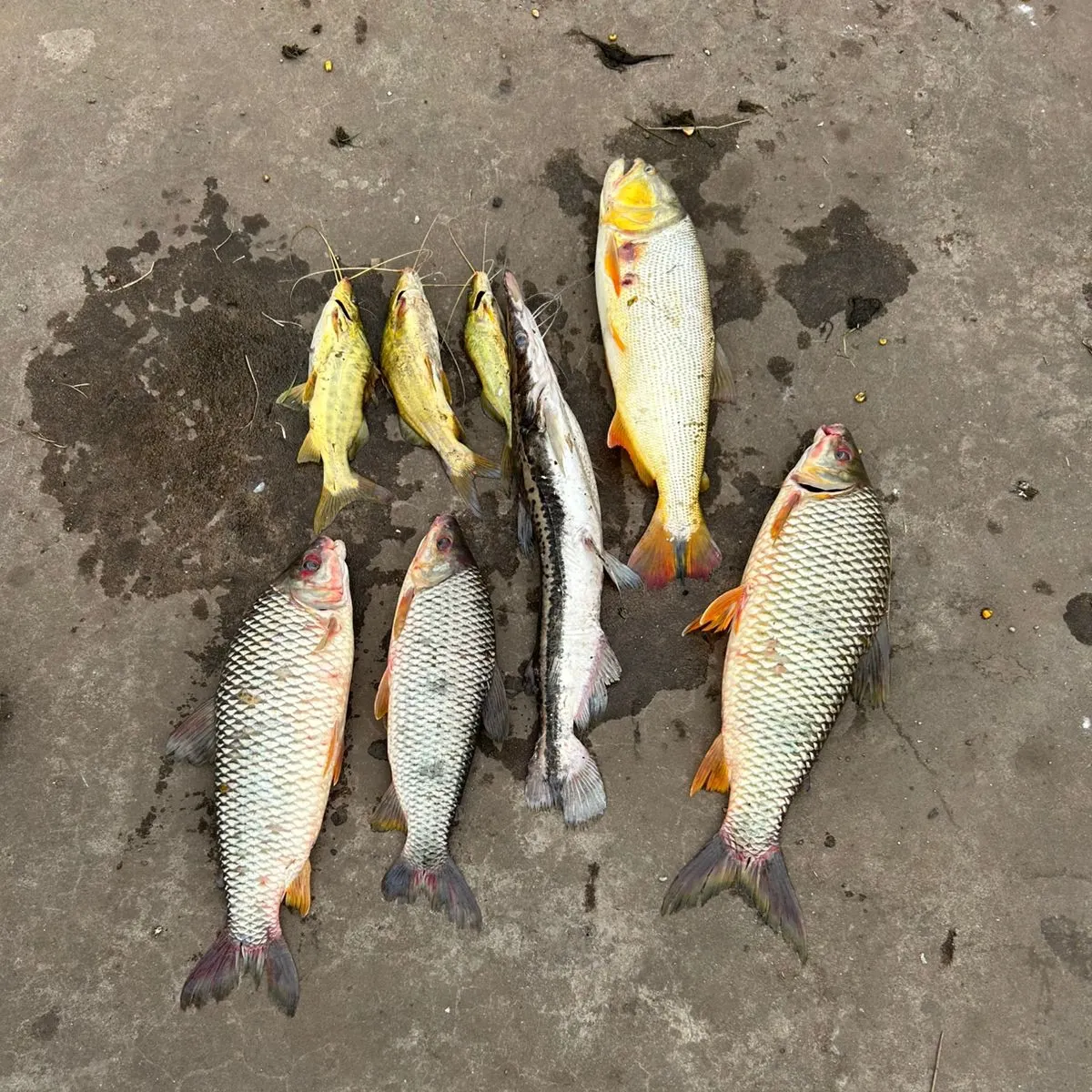 recently logged catches