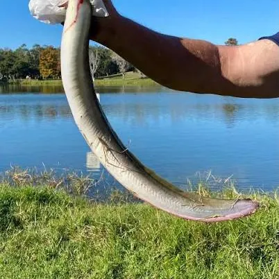 The most recent Great white shark catches on Fishbrain