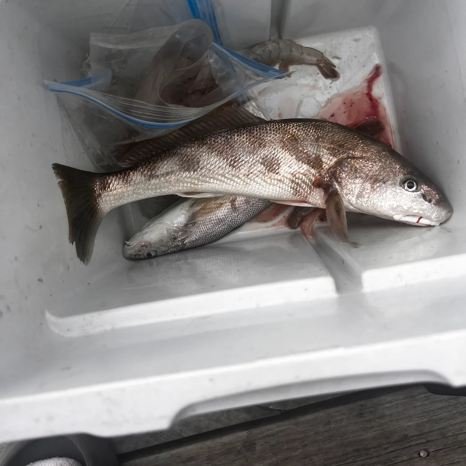 The most recent Black sea bass catches on Fishbrain