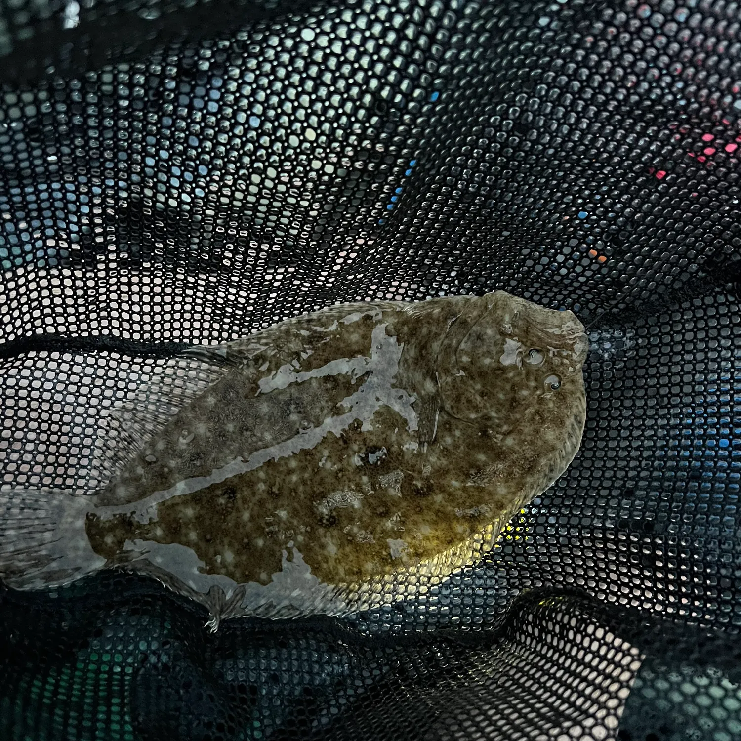 The most recent Largetooth flounder catches on Fishbrain
