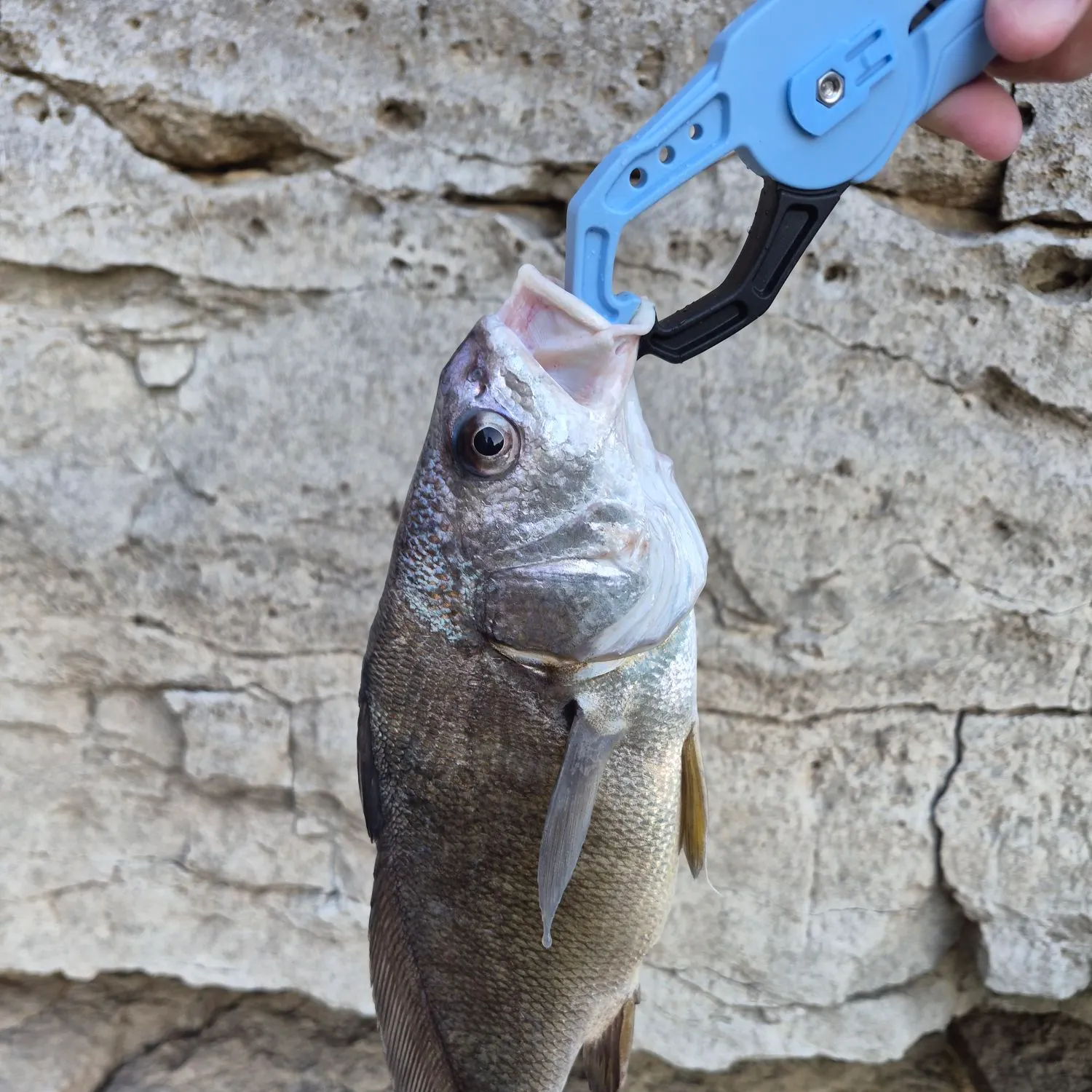 Freshwater drum caught on Fishbrain