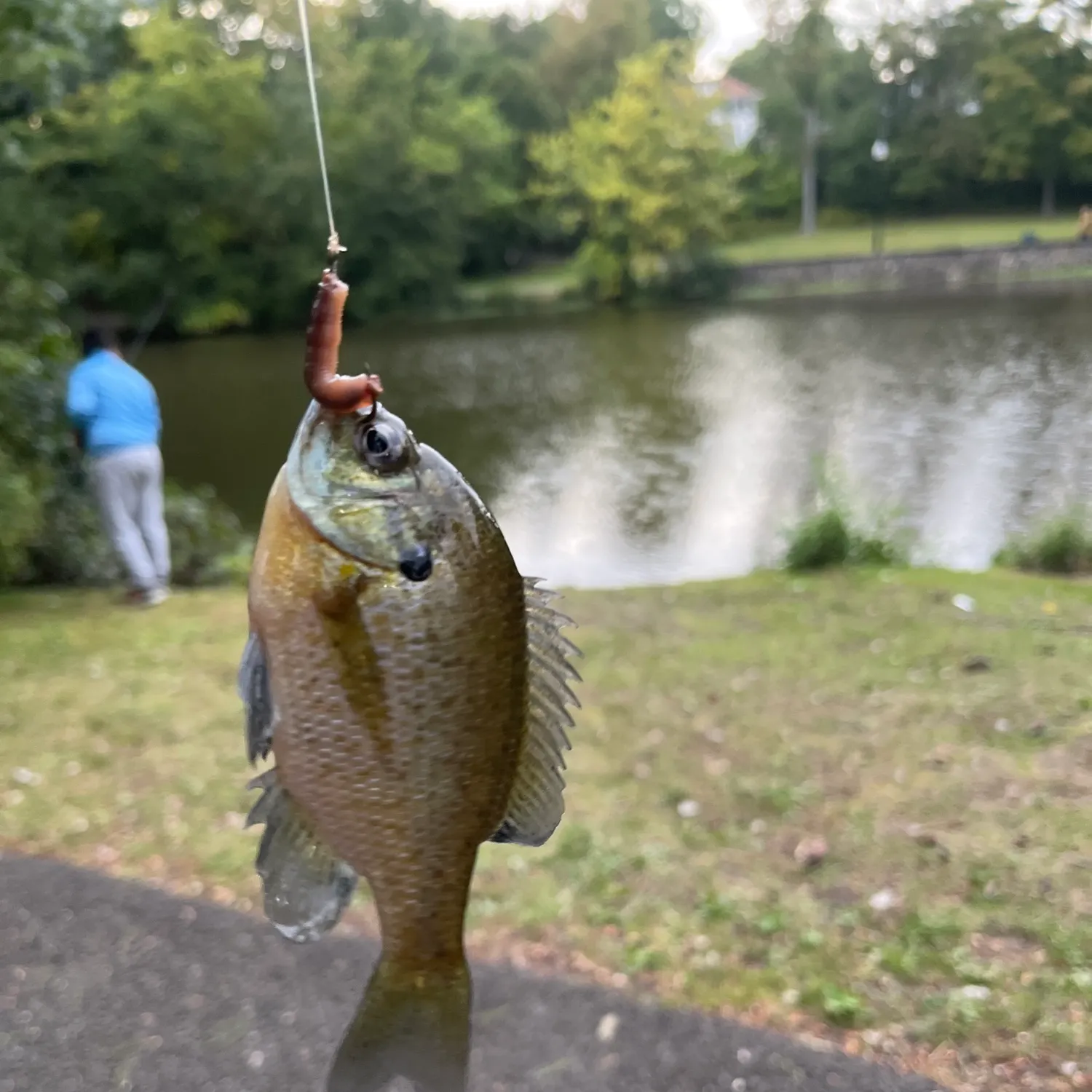Bluegill caught on Fishbrain
