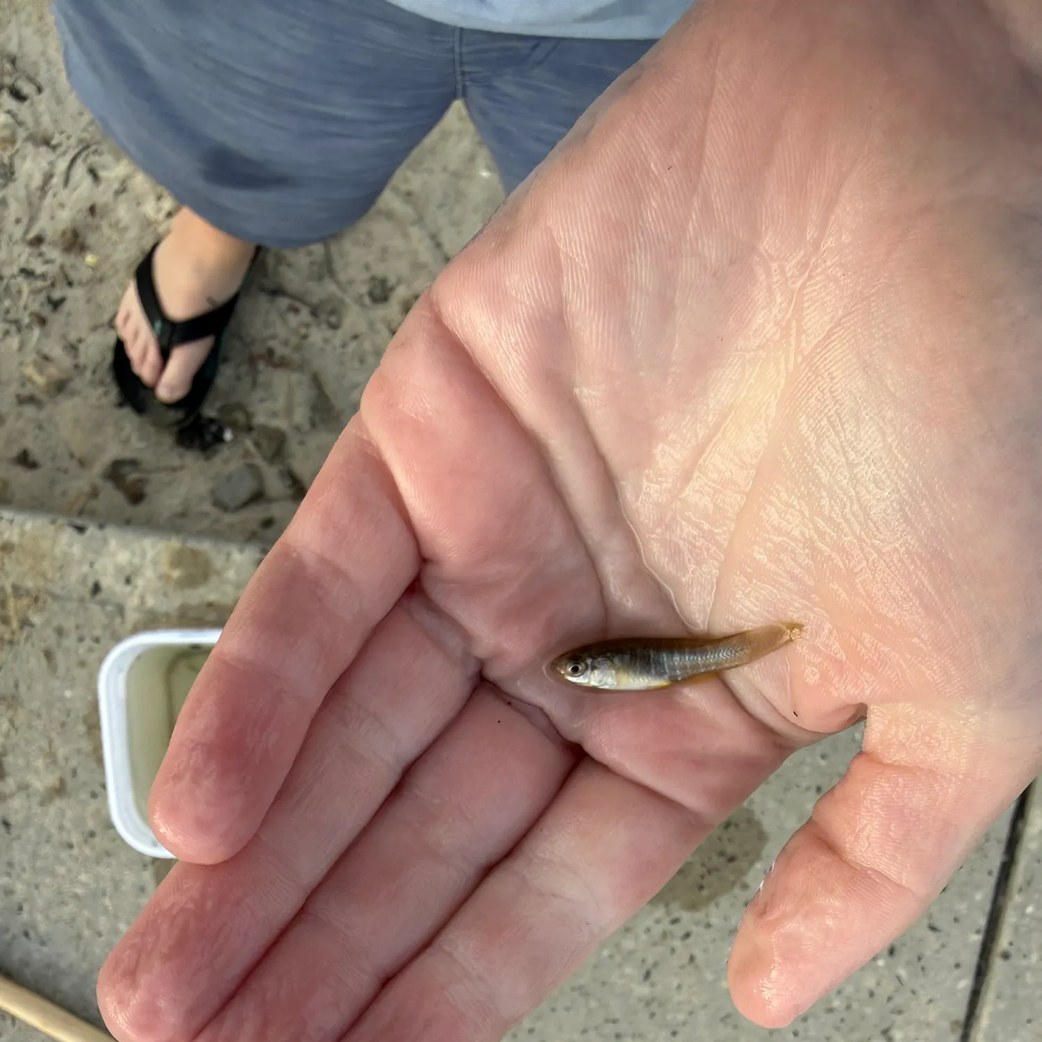 The most recent Striped killifish catches on Fishbrain