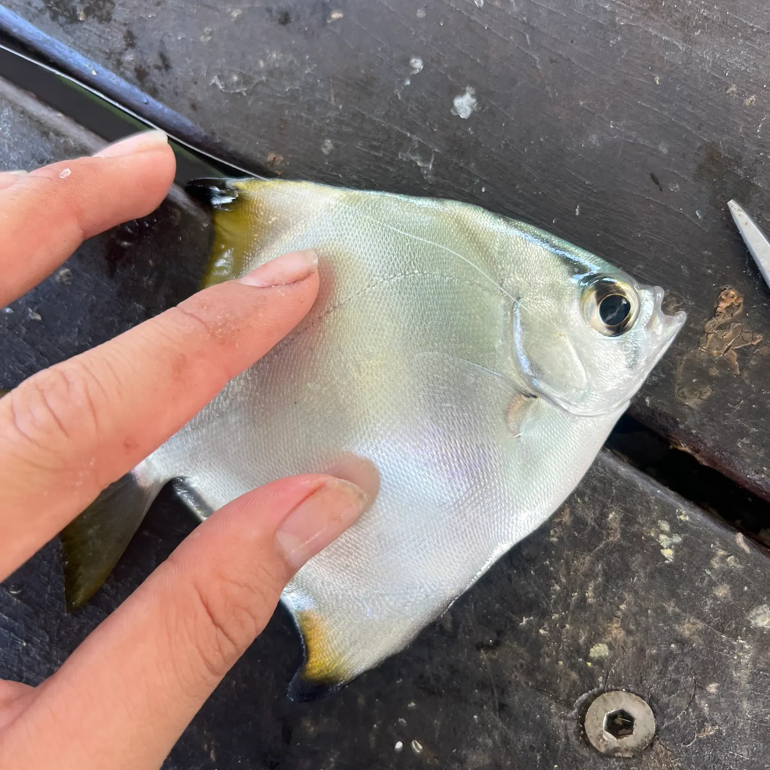 The most recent Silver moony catches on Fishbrain