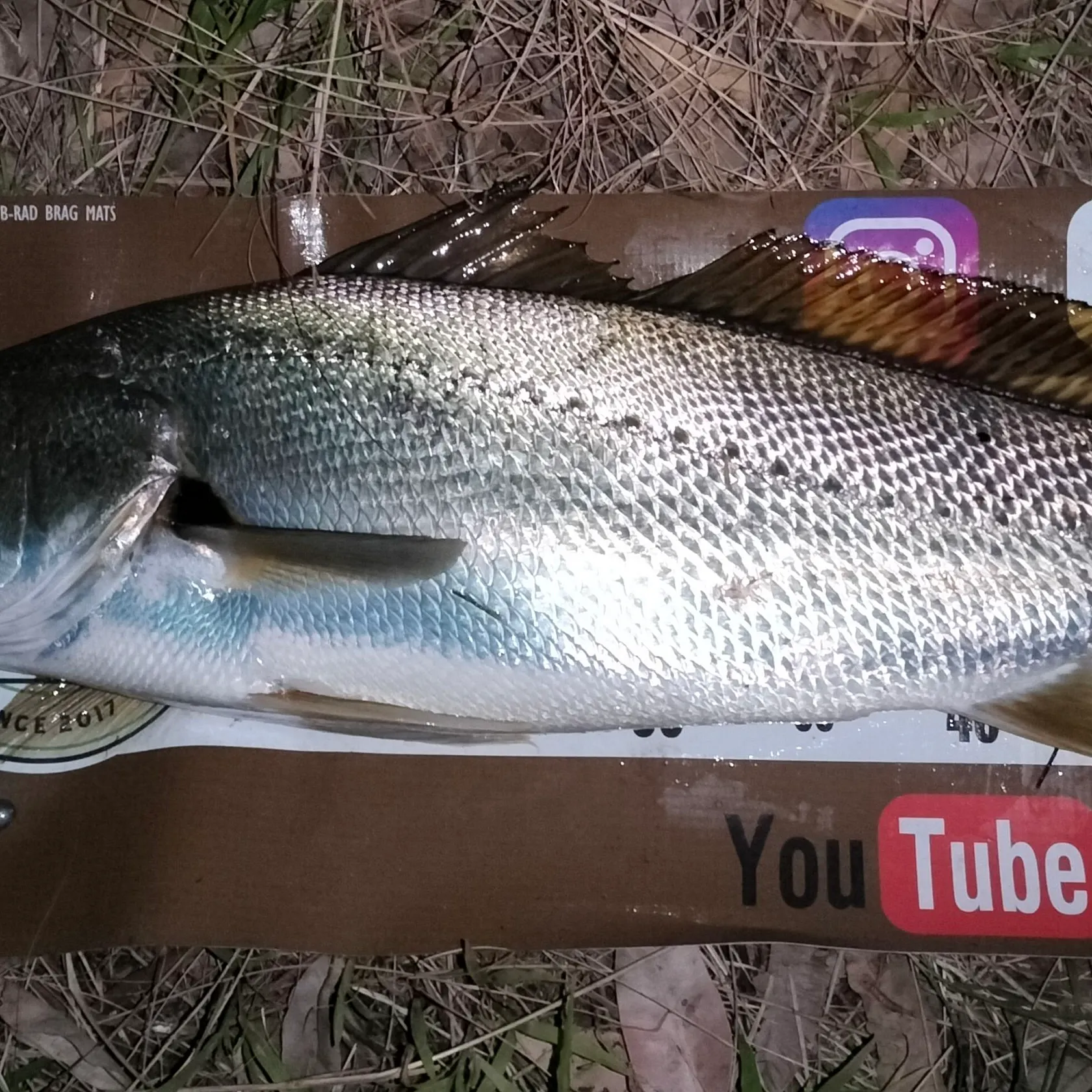 The most recent Japanese meagre catches on Fishbrain
