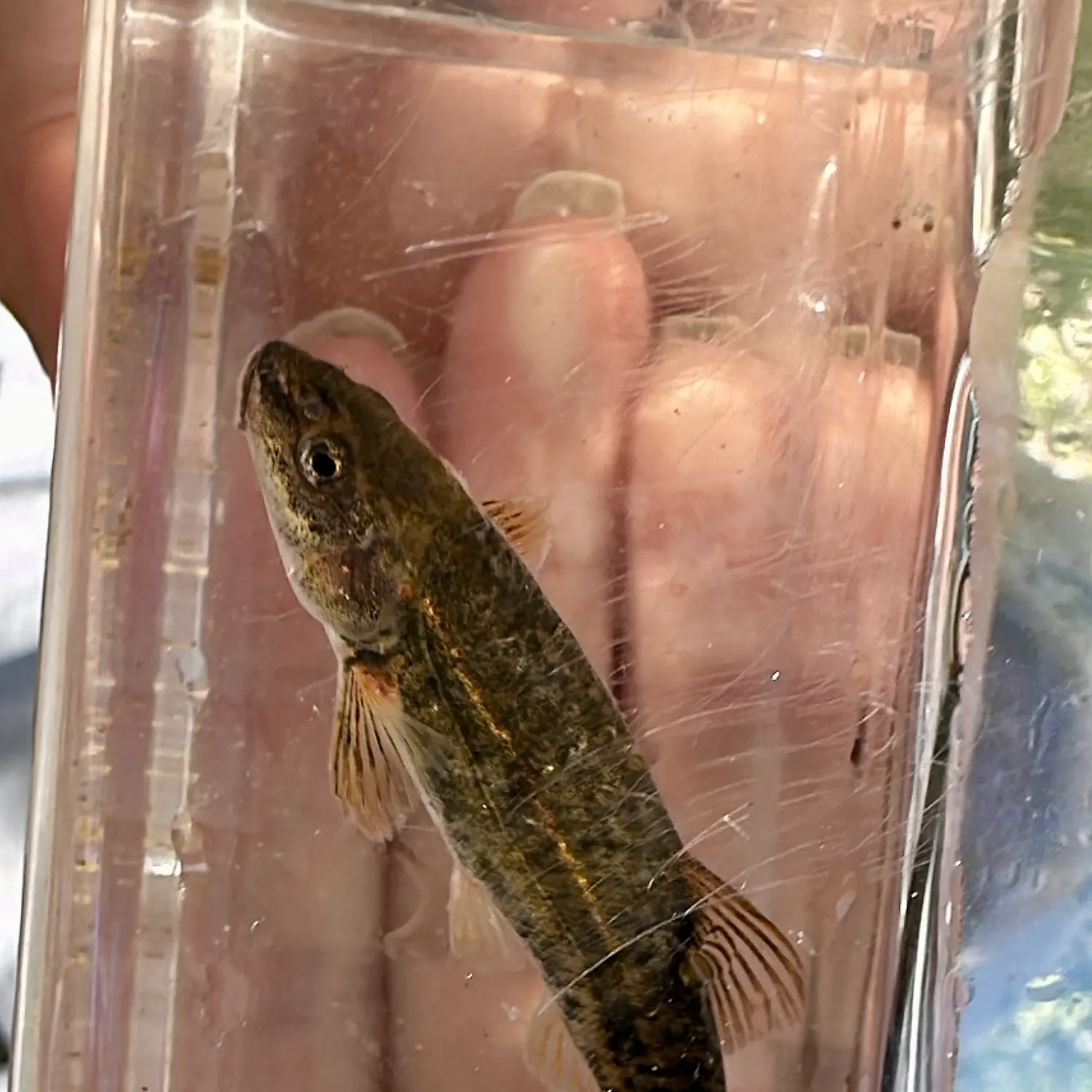 The most recent Speckled dace catches on Fishbrain