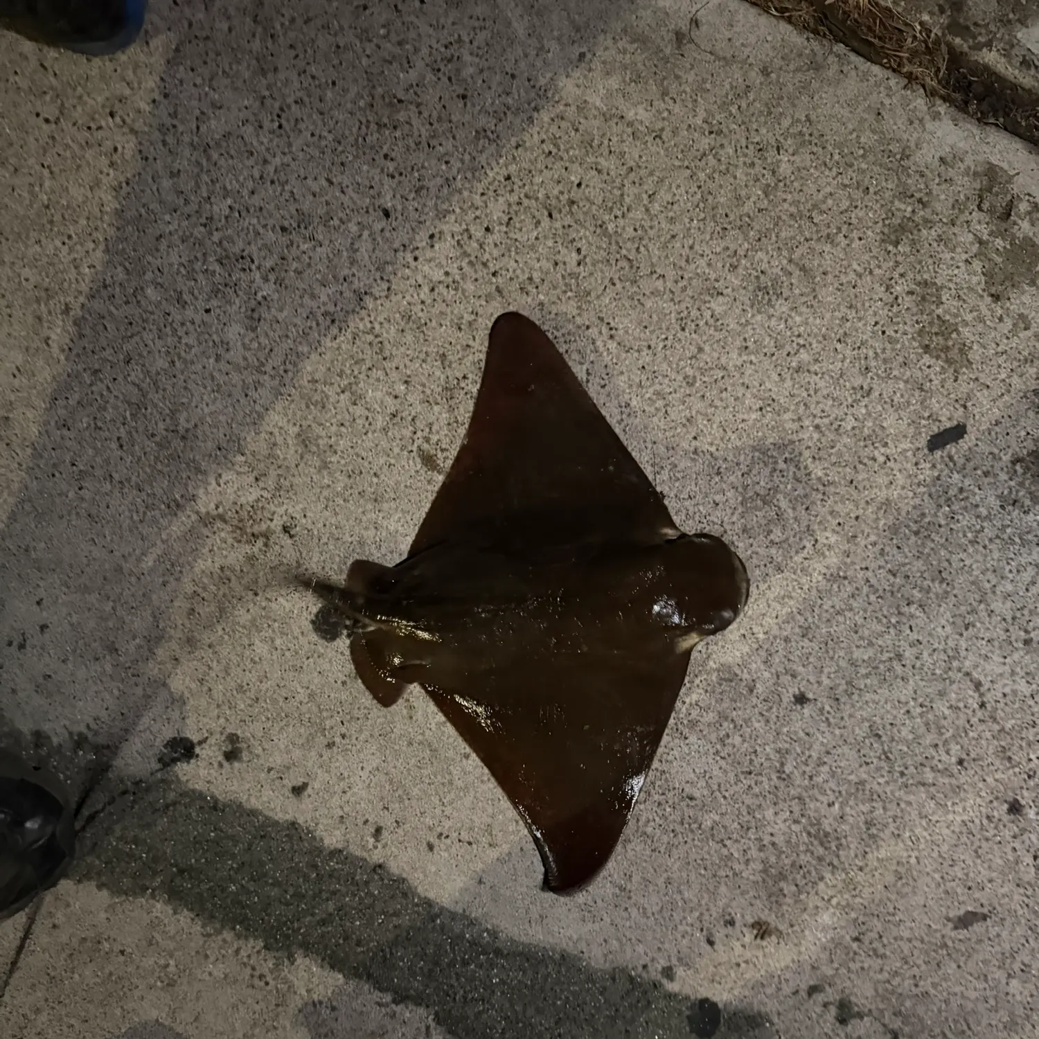 The most recent Bat eagle ray catches on Fishbrain