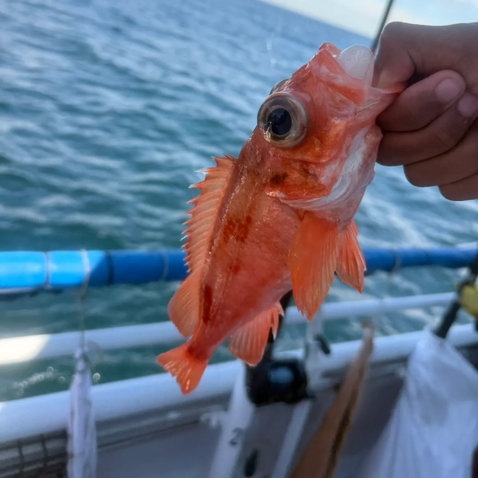 The most recent Atlantic ocean perch catches on Fishbrain