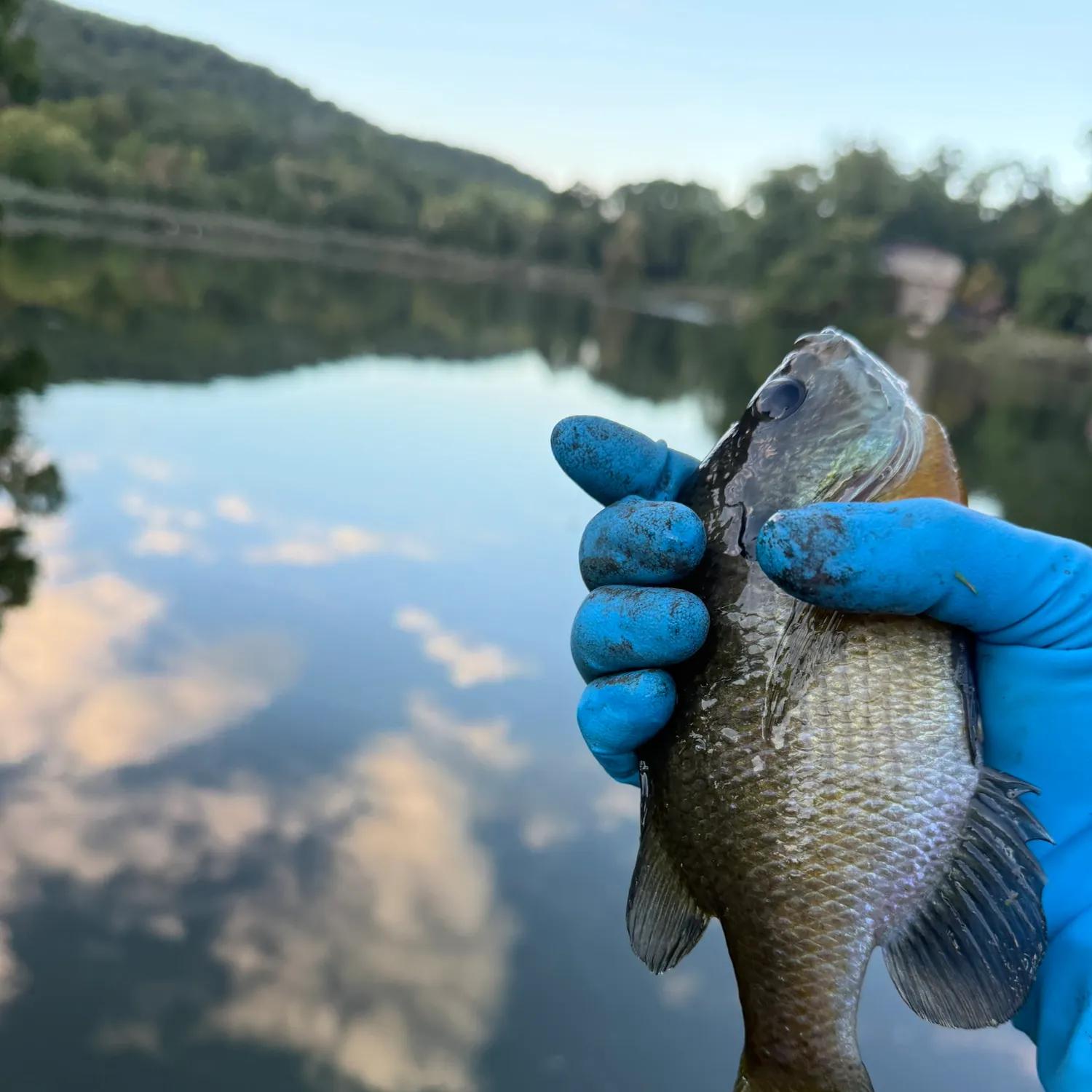 Bluegill caught on Fishbrain