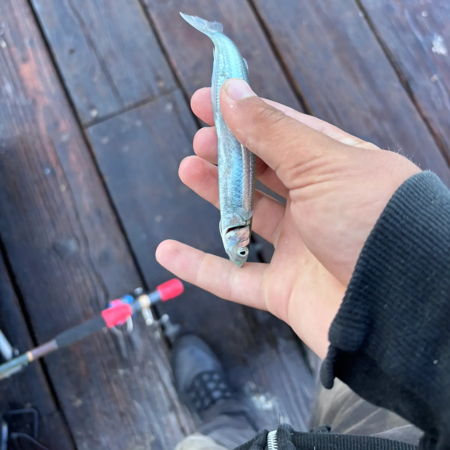 The most recent Topsmelt silverside catches on Fishbrain