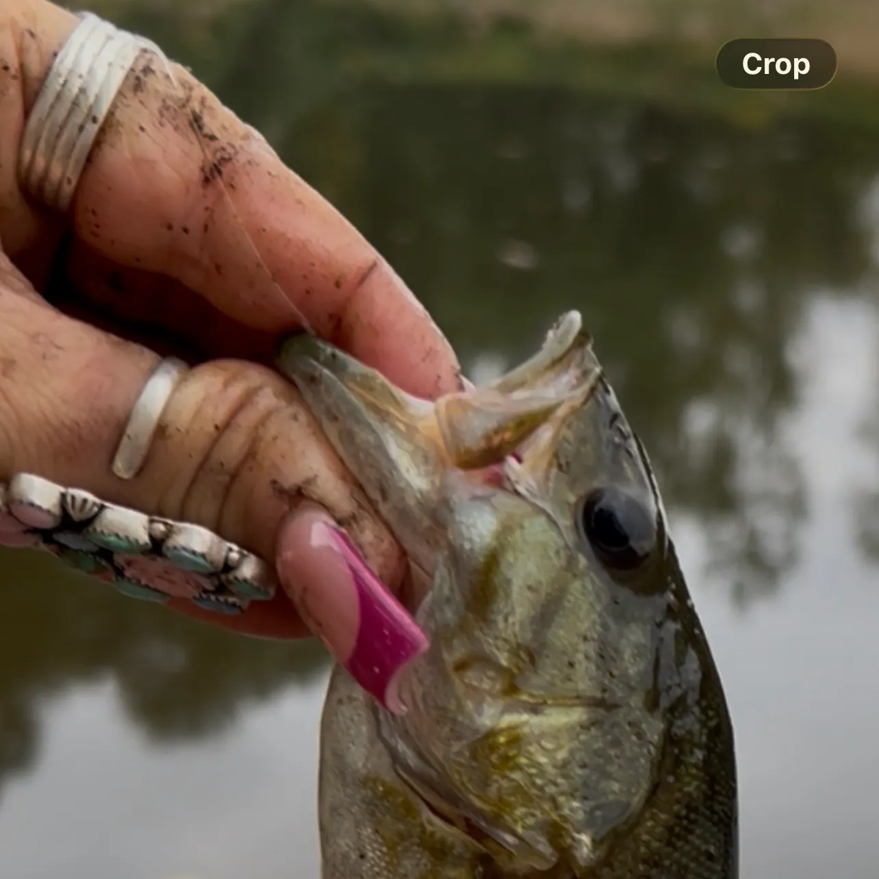 Smallmouth bass caught on Fishbrain