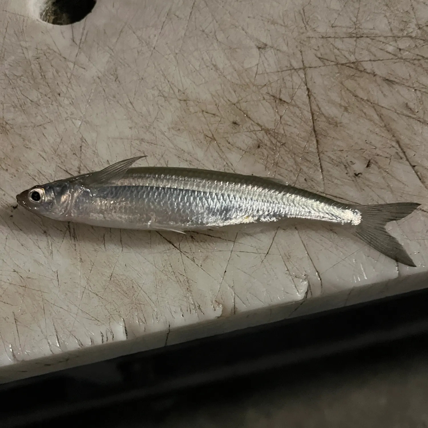 The most popular recent Topsmelt silverside catch on Fishbrain