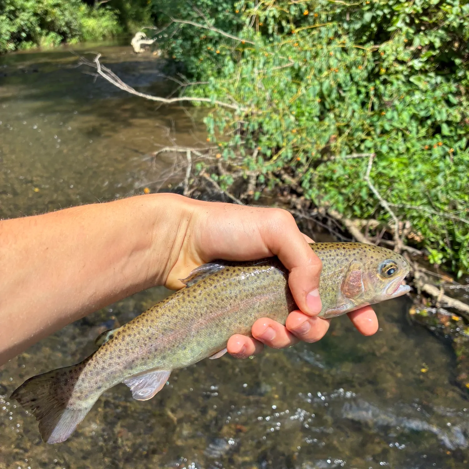 Rainbow trout caught on Fishbrain