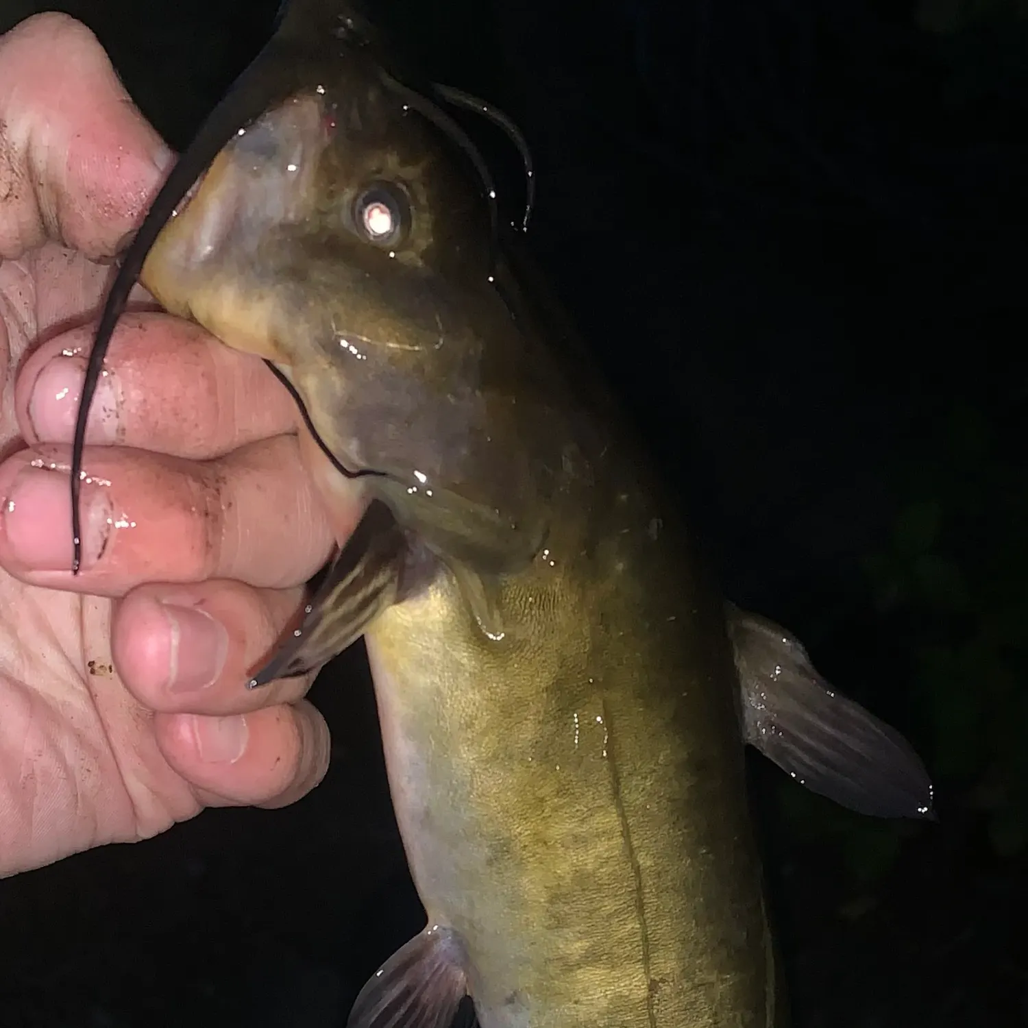 Yellow bullhead caught on Fishbrain