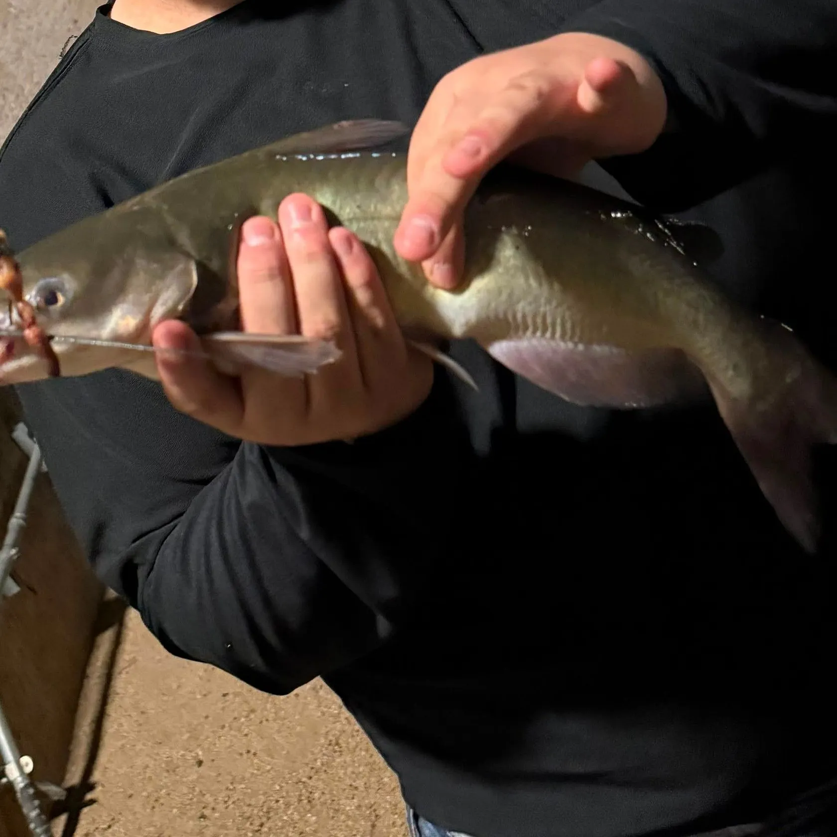 Channel catfish caught on Fishbrain