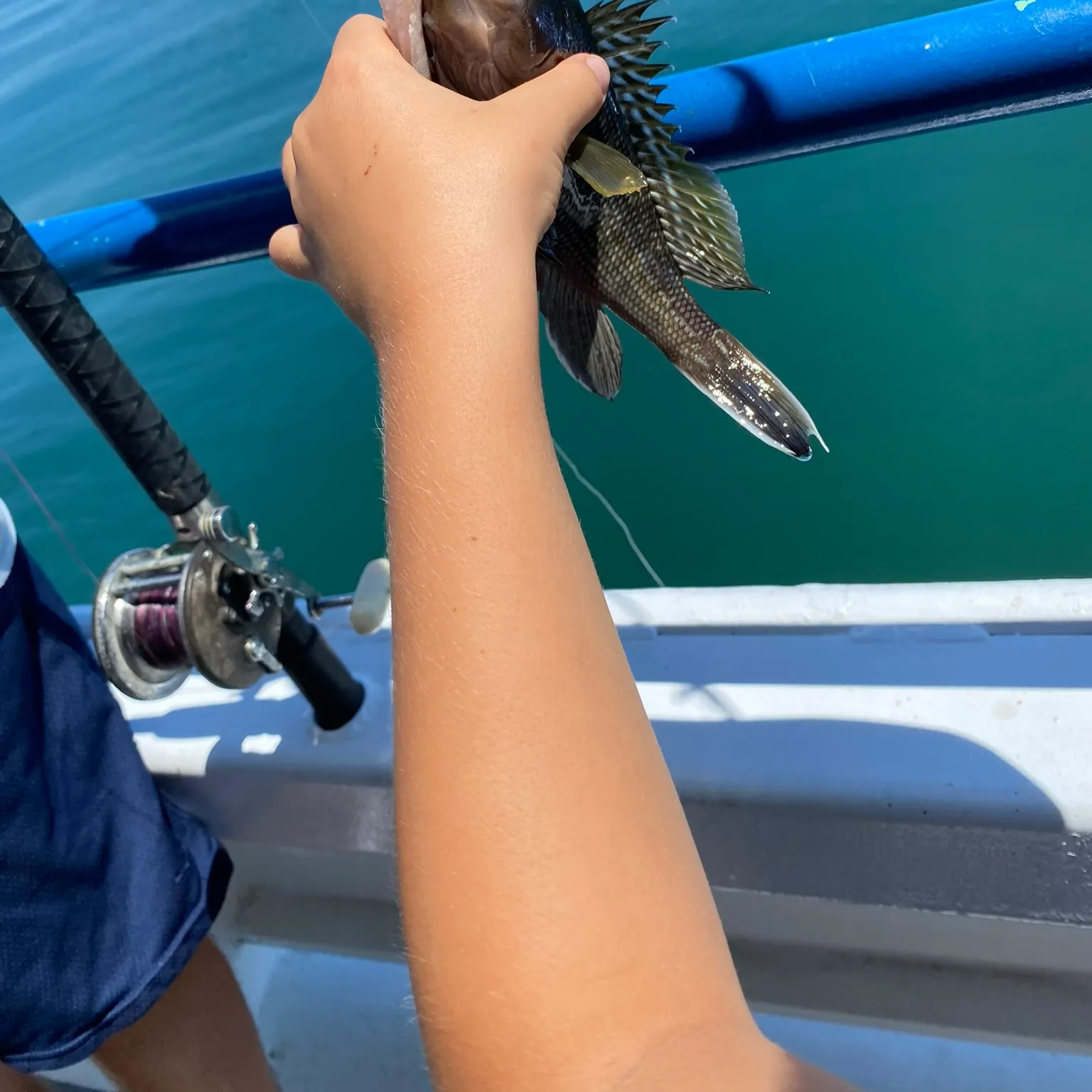 The most recent Black sea bass catches on Fishbrain
