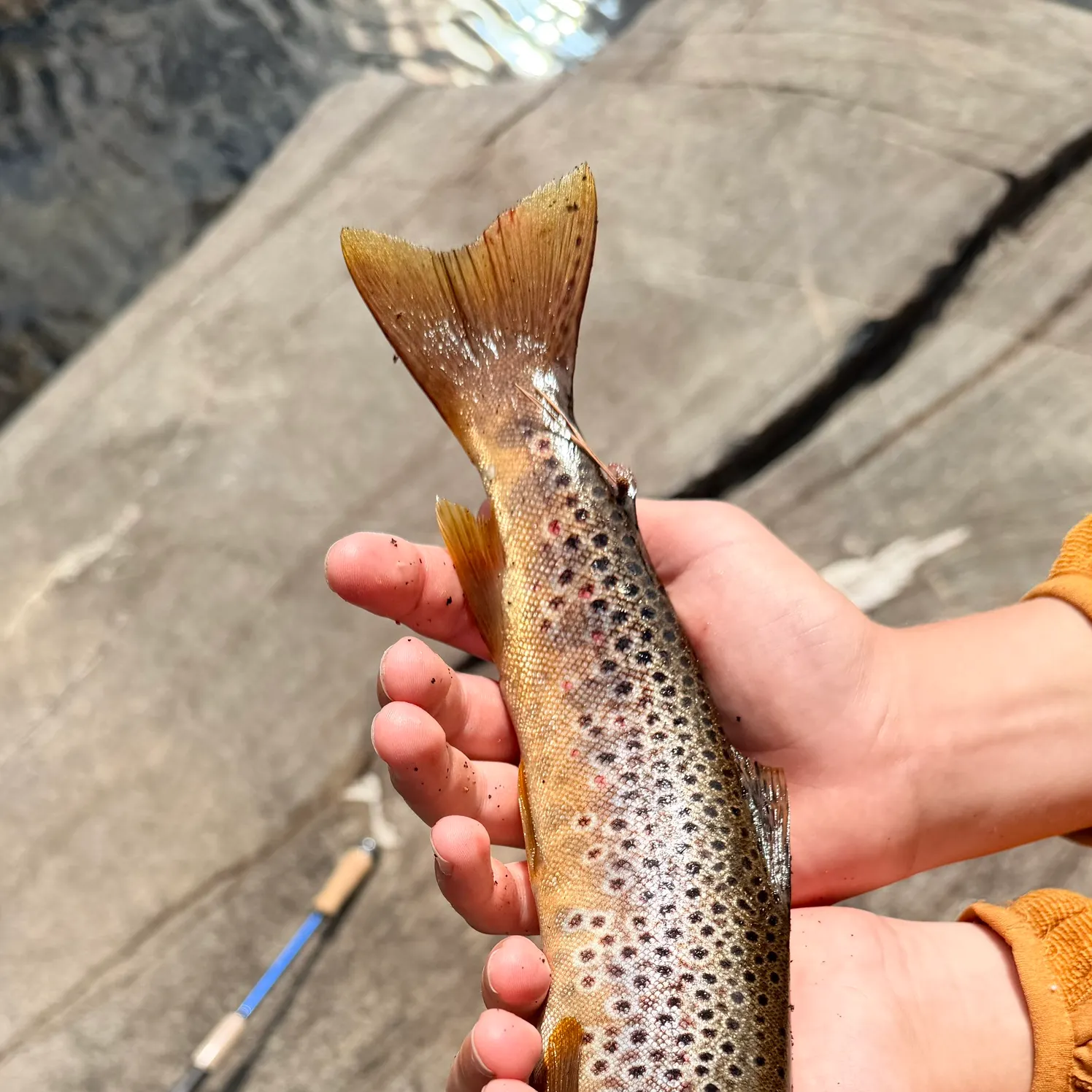 Brown trout caught on Fishbrain