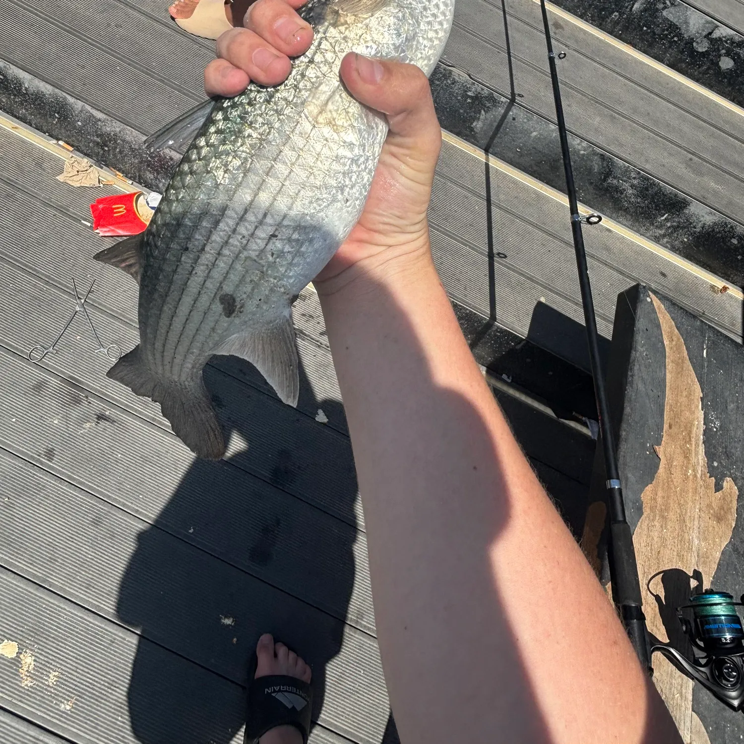 Striped mullet caught on Fishbrain