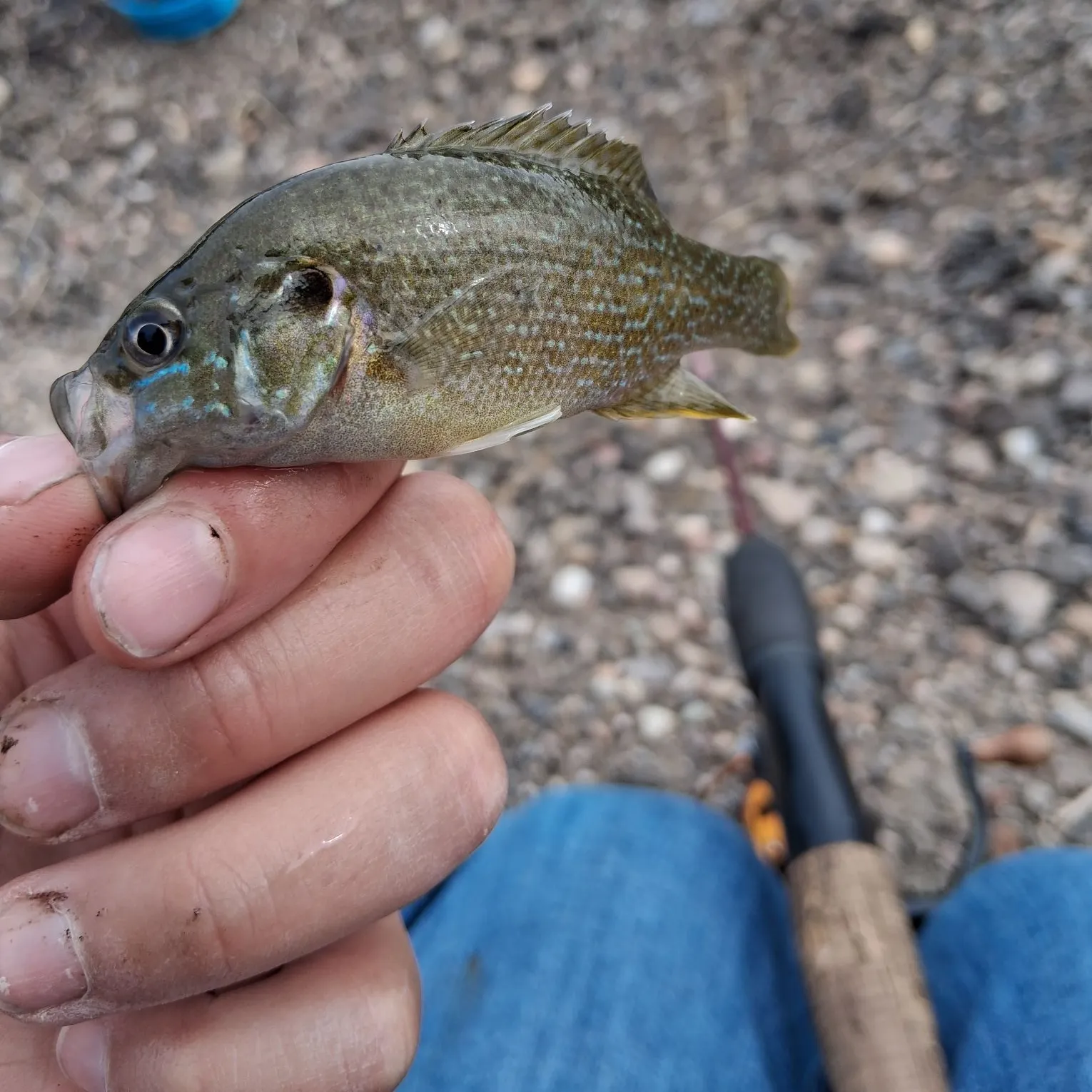 Greengill hybrid caught on Fishbrain