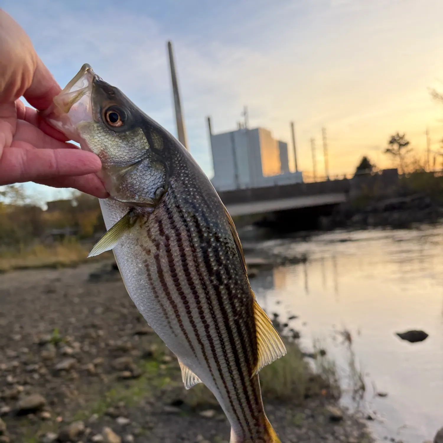 Striped bass caught on Fishbrain