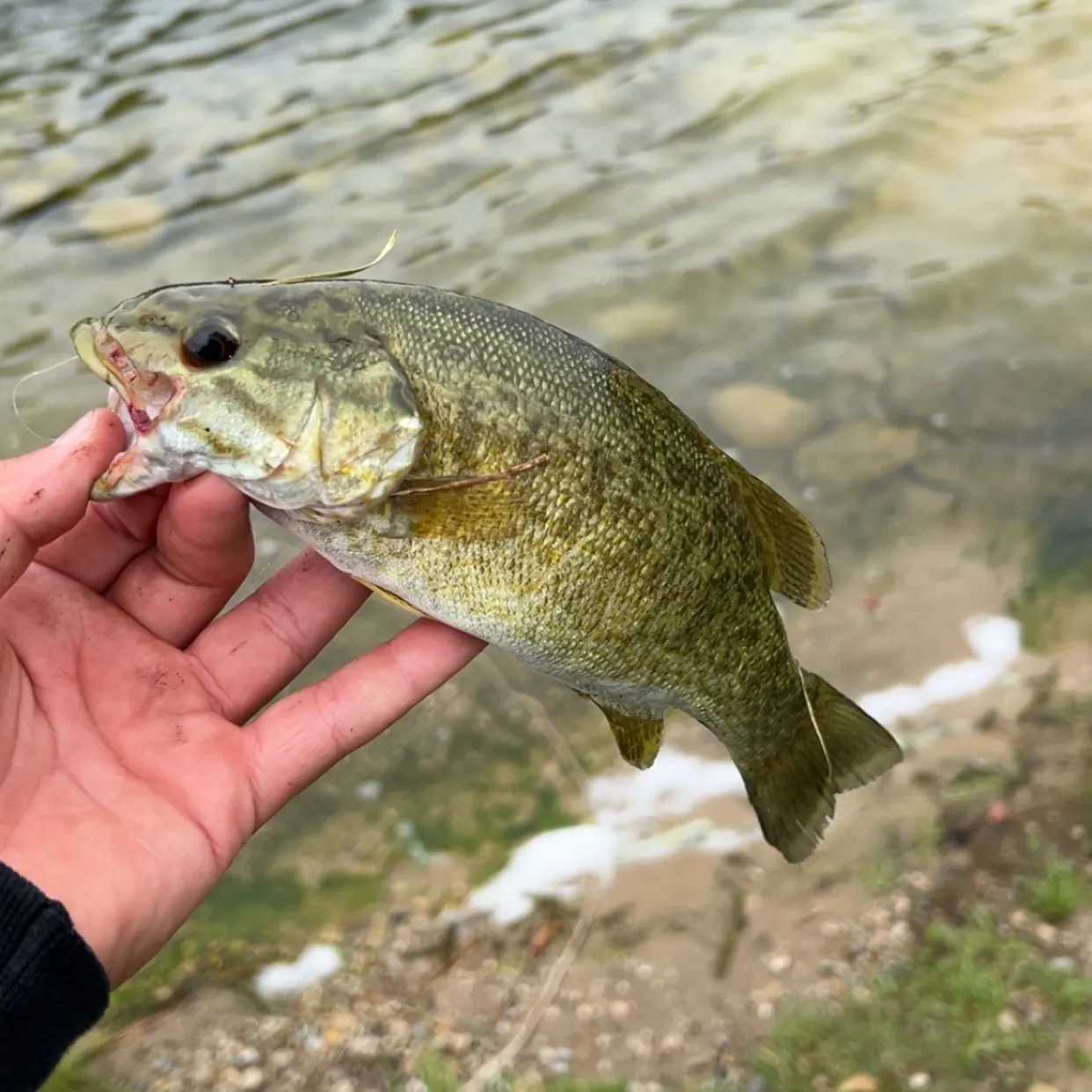 Smallmouth bass caught on Fishbrain