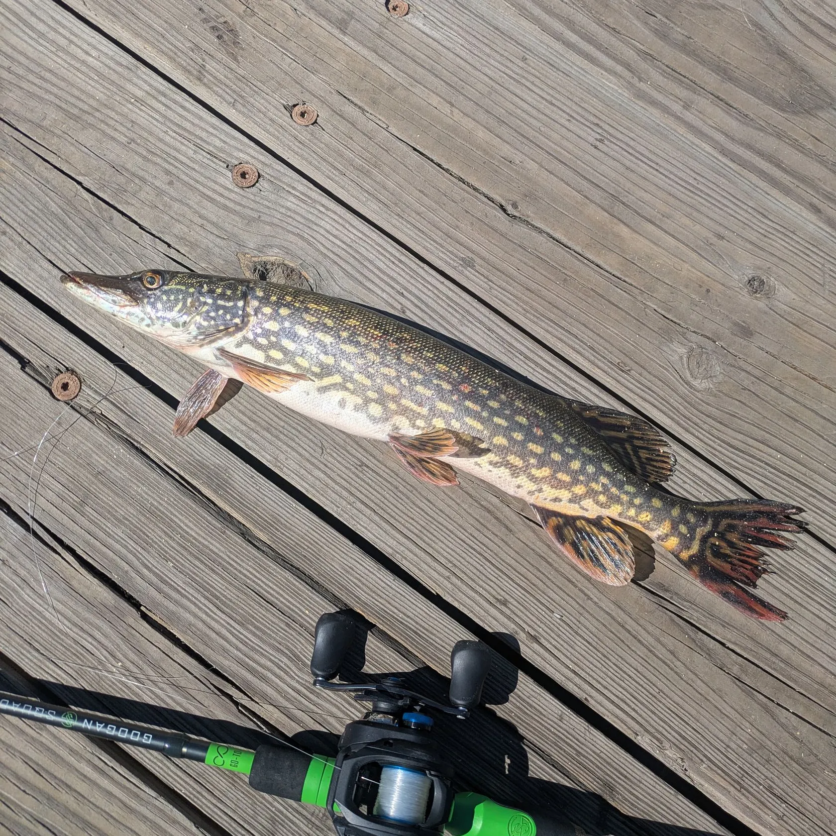 recently logged catches