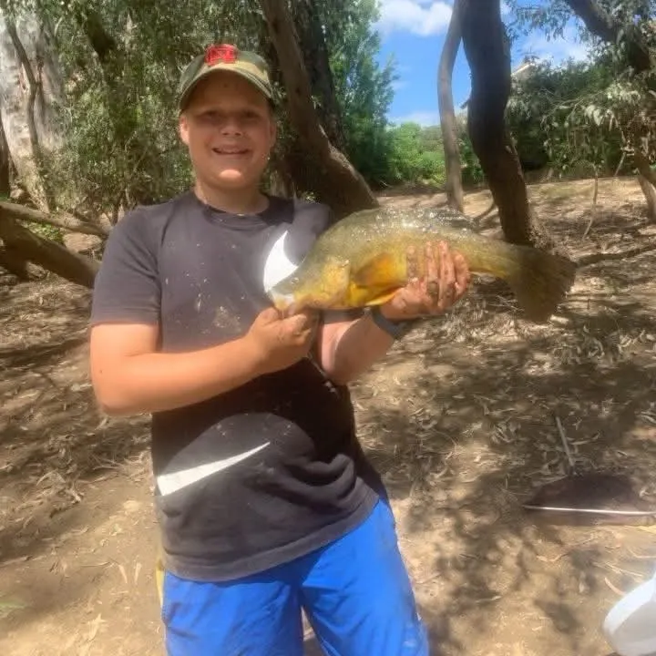 Golden perch caught on Fishbrain