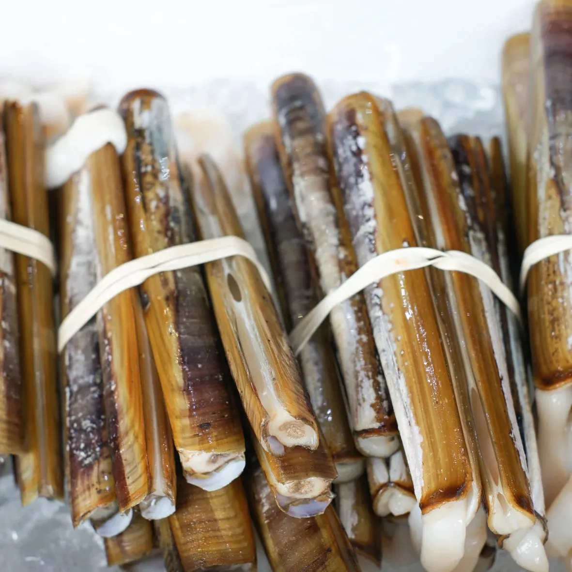 Razor Clam