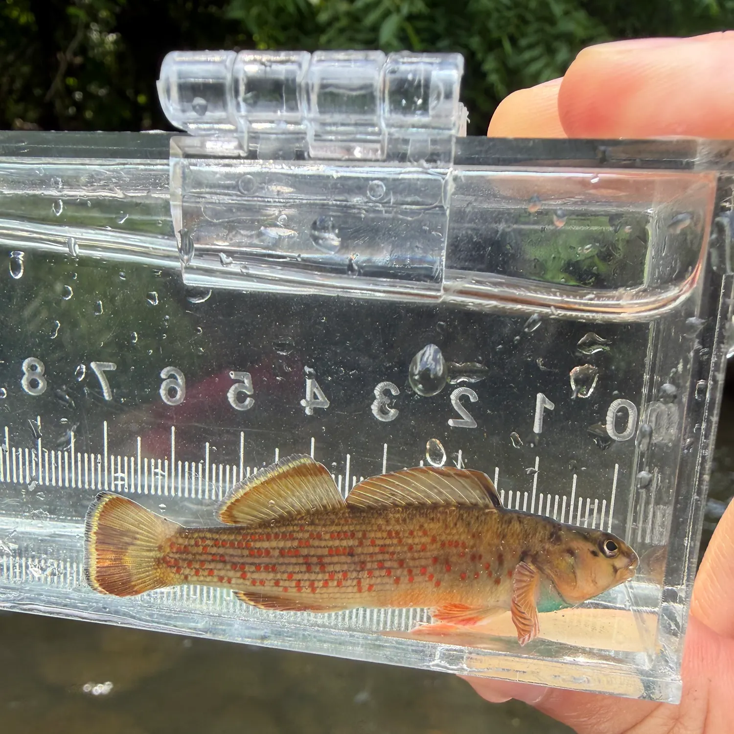 The most recent Bluebreast darter catches on Fishbrain