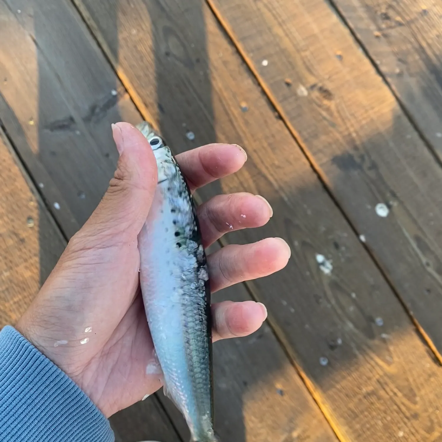 The most recent Pacific sardine catches on Fishbrain