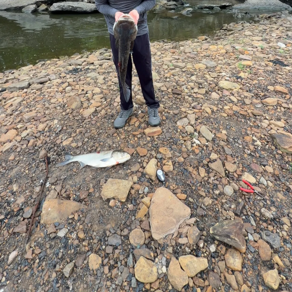 The most recent Bighead carp catches on Fishbrain