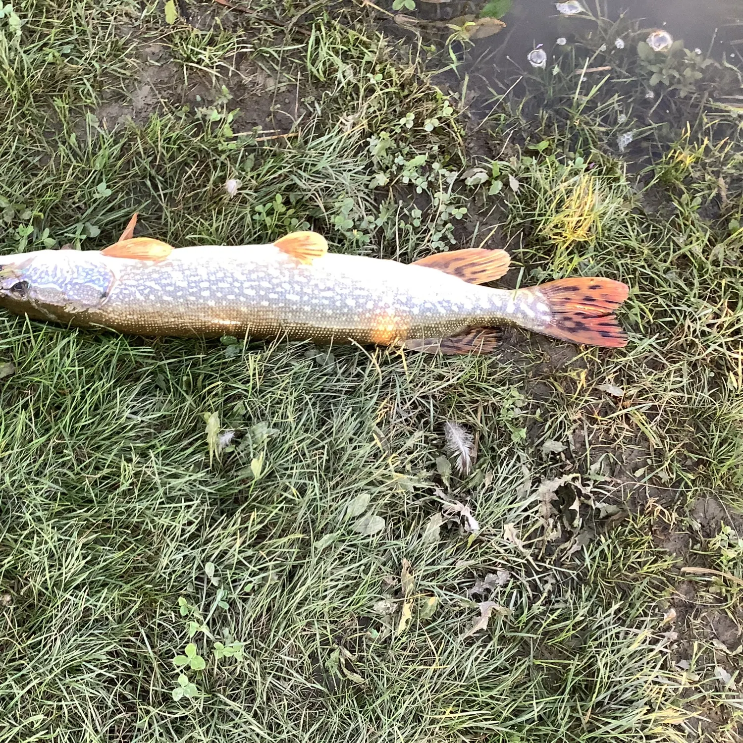 Northern pike caught on Fishbrain