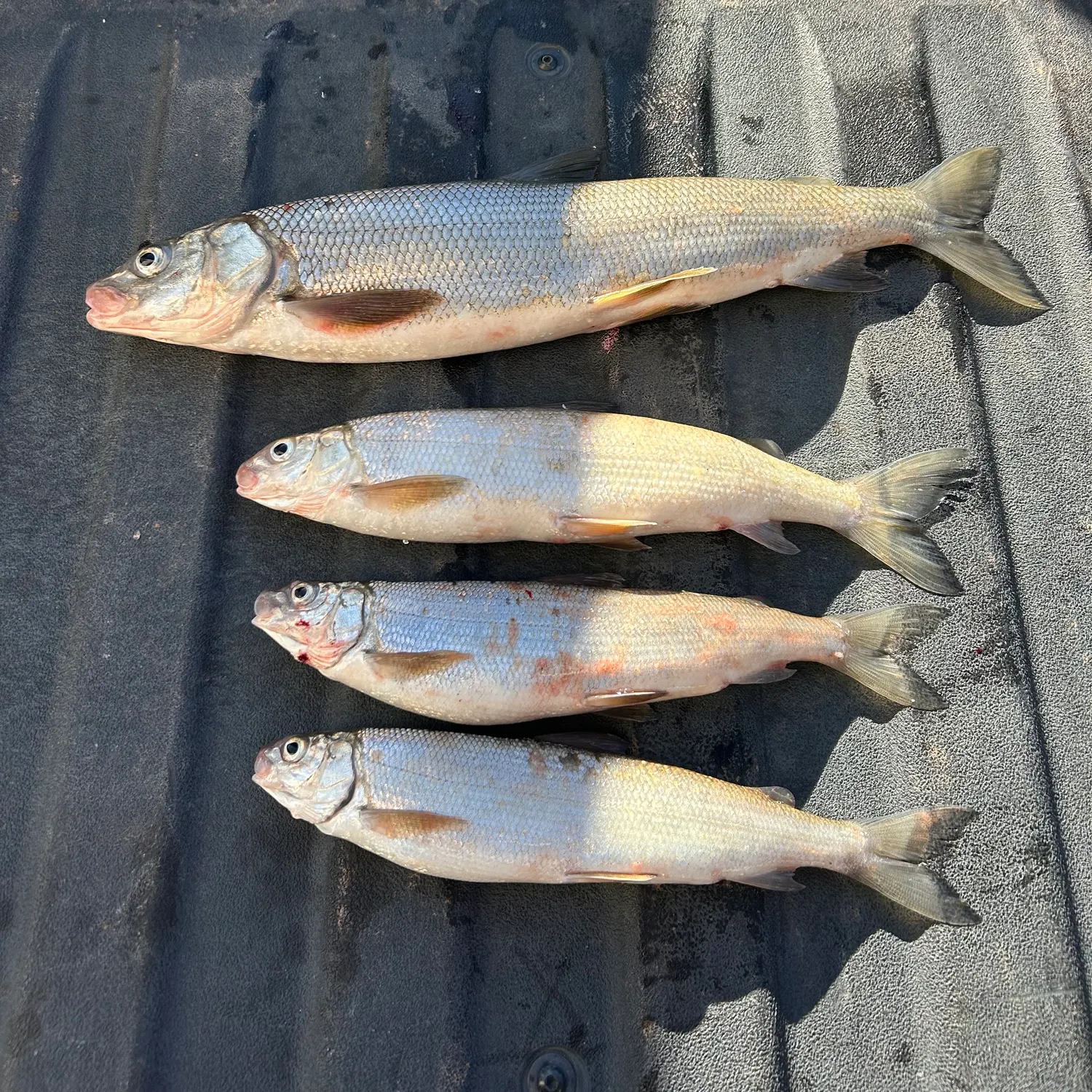 The most recent Bonneville whitefish catches on Fishbrain