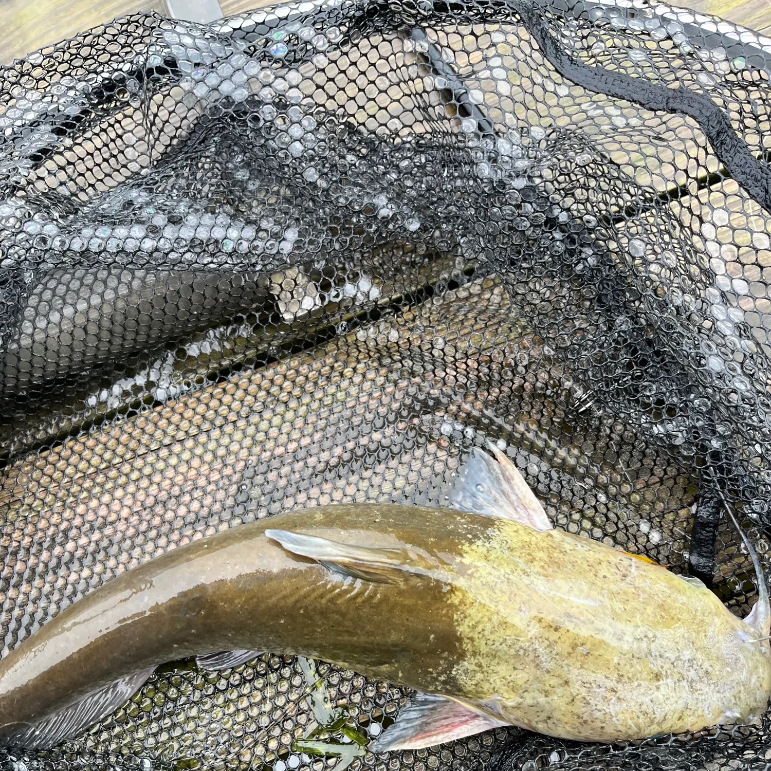 Channel catfish caught on Fishbrain