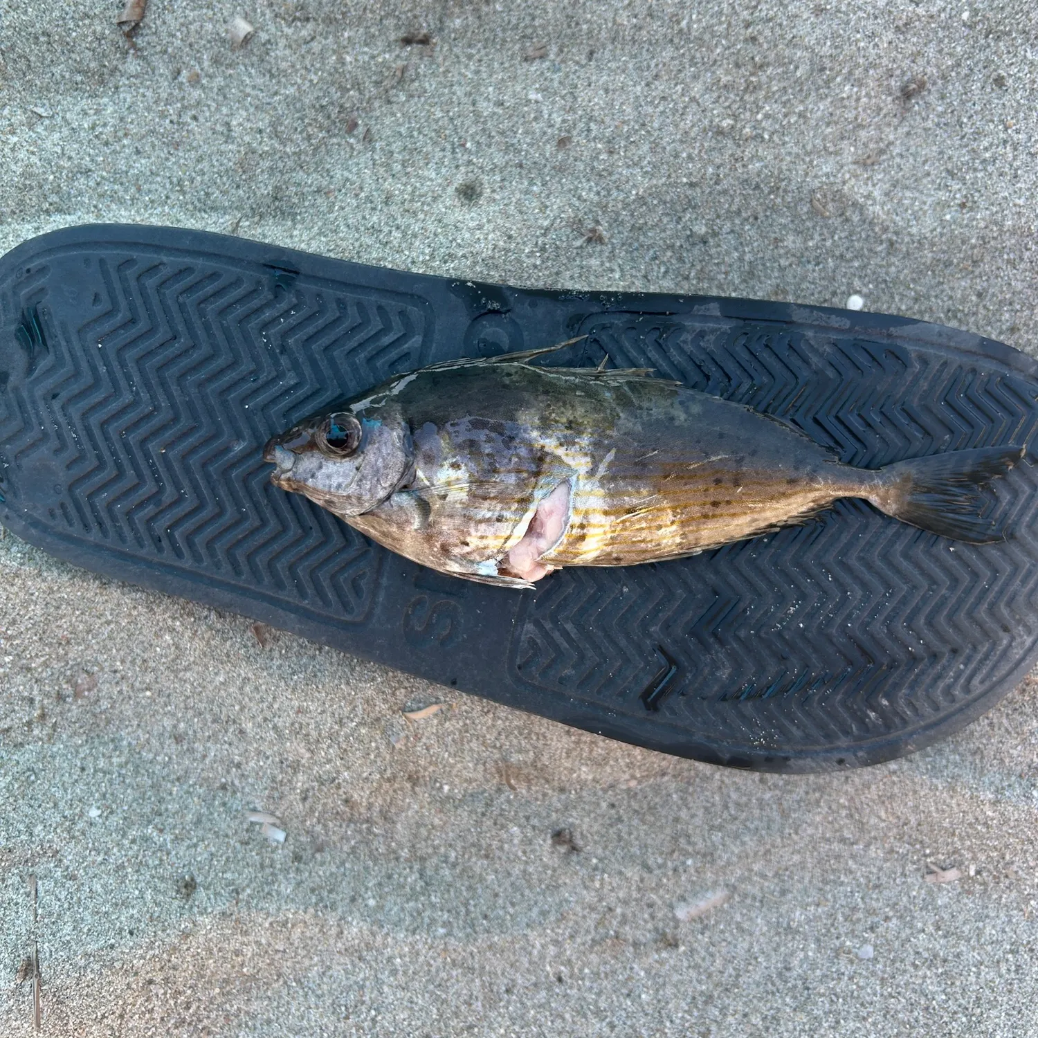 The most recent Salema porgy catches on Fishbrain
