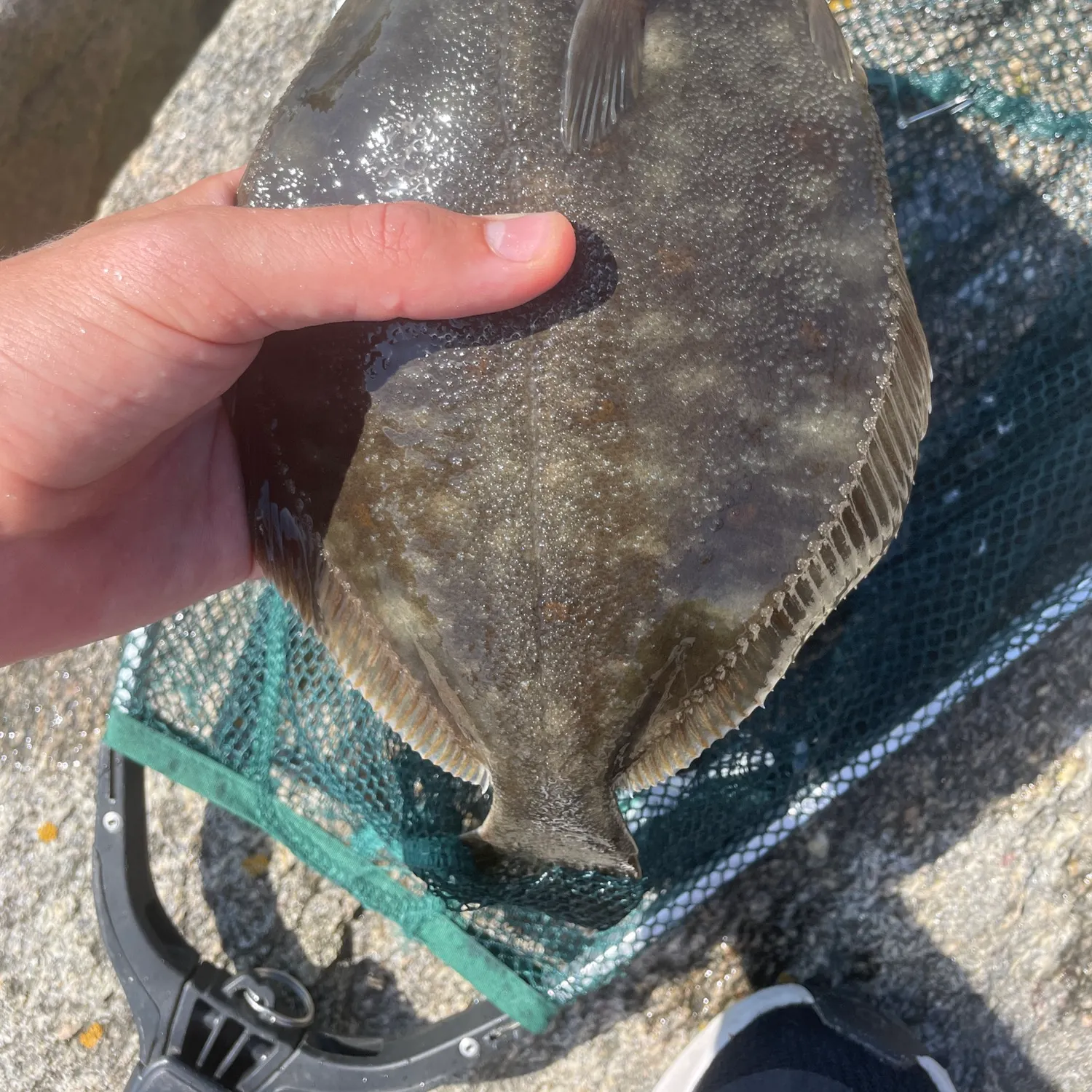 The most recent European flounder catches on Fishbrain