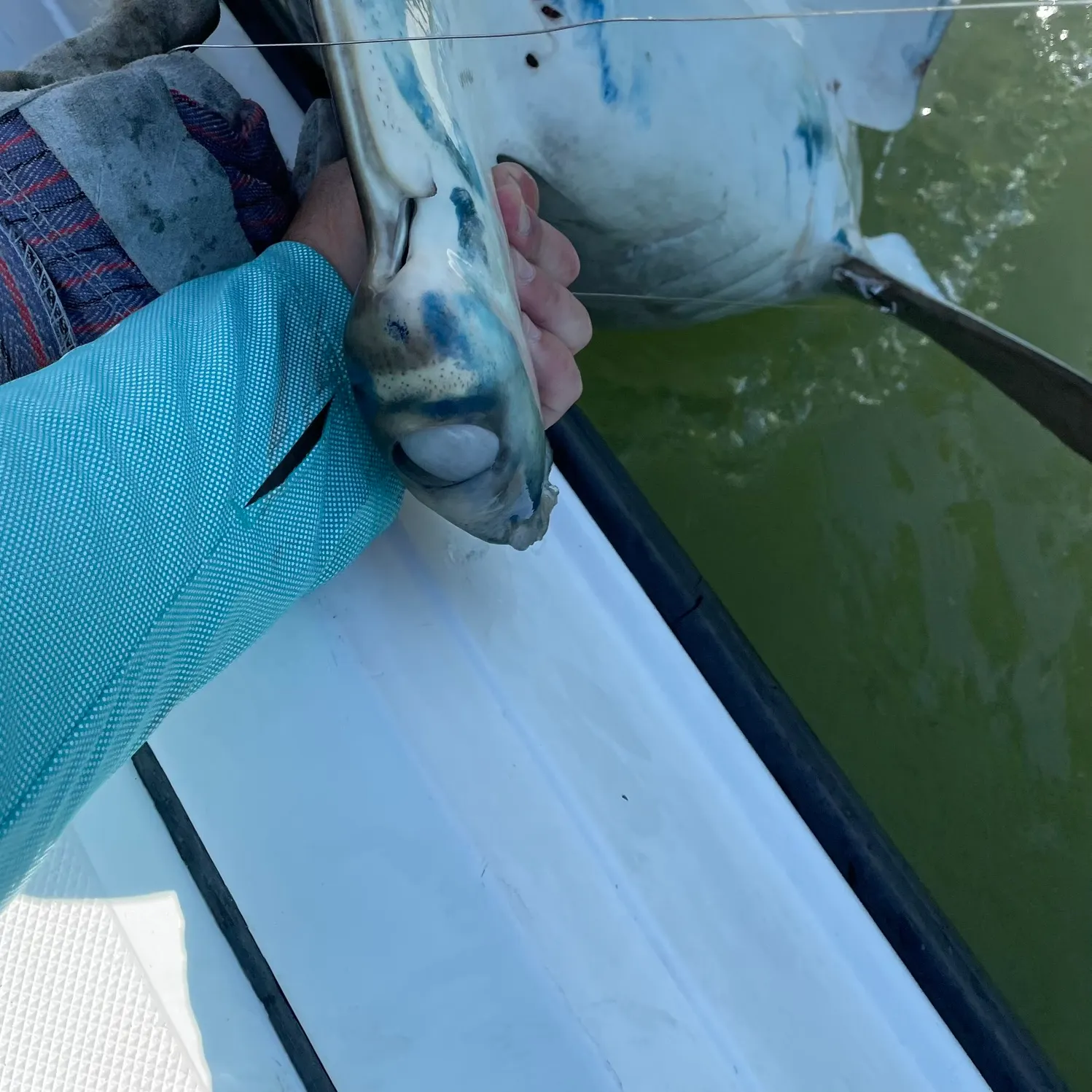 The most recent Great hammerhead shark catches on Fishbrain
