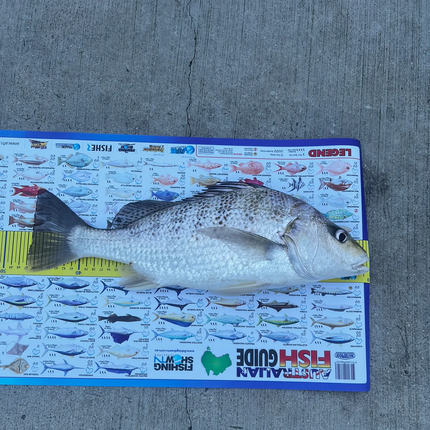 The most recent Javelin grunter catches on Fishbrain