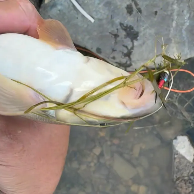 The most recent Bluehead sucker catches on Fishbrain