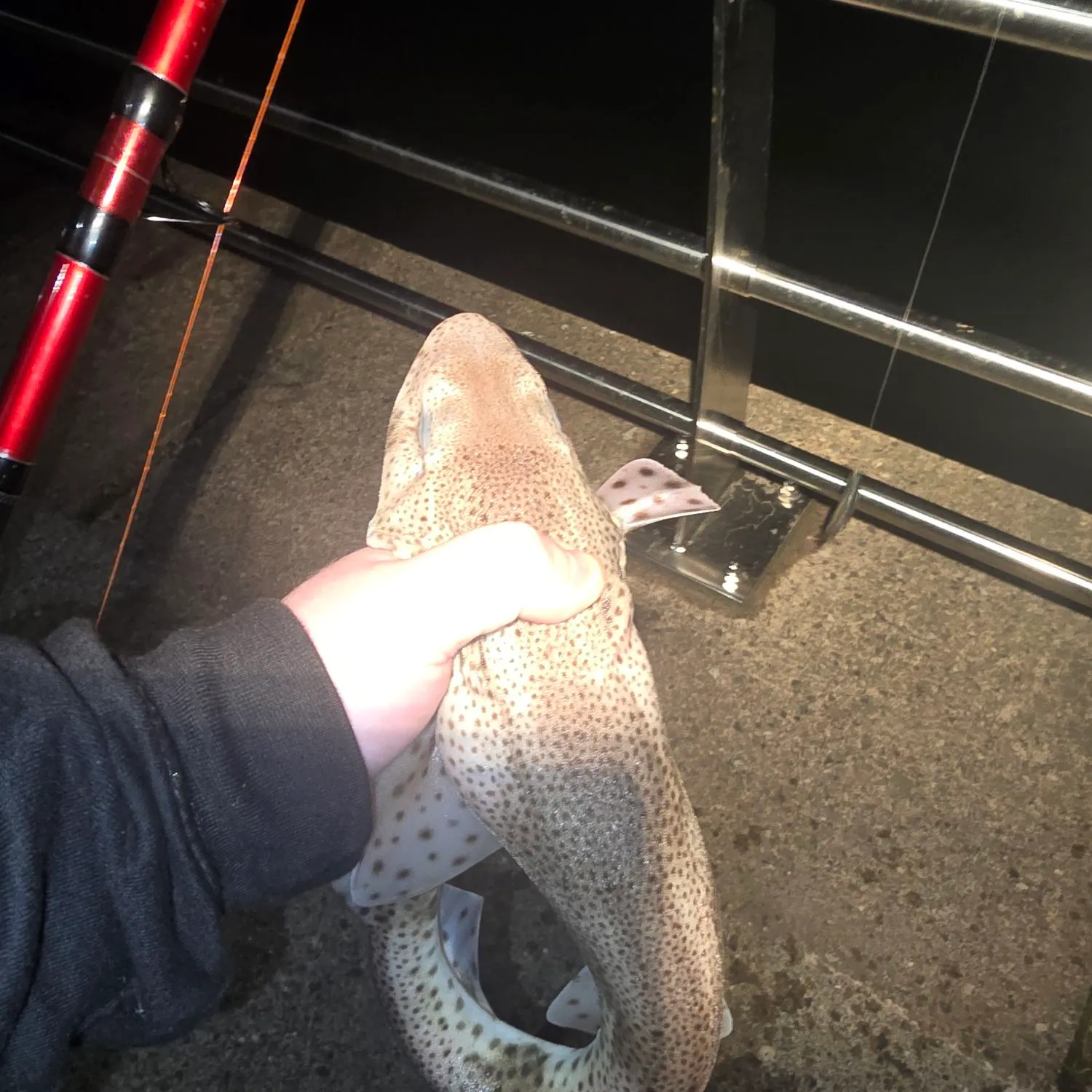 The most recent Lesser spotted dogfish catches on Fishbrain