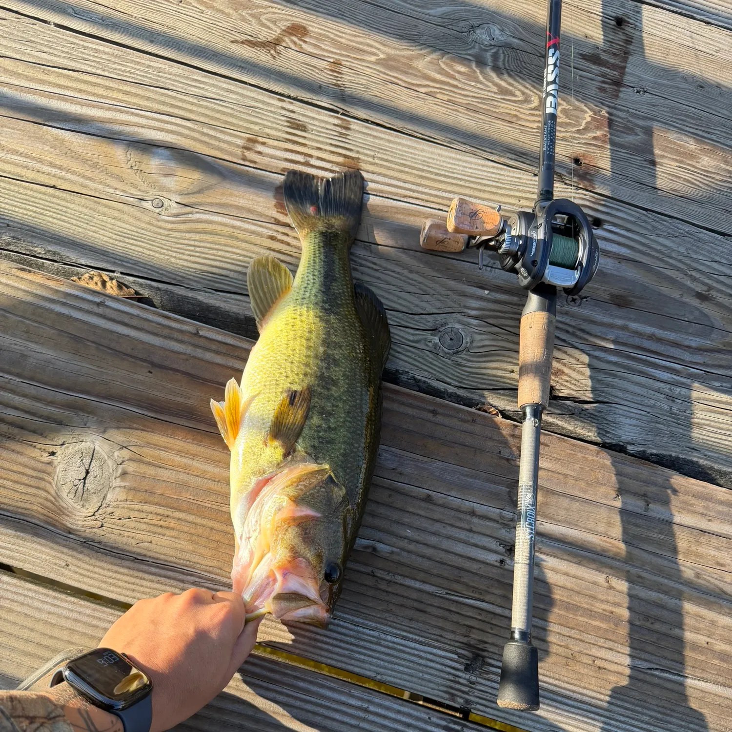 Largemouth bass caught on Fishbrain