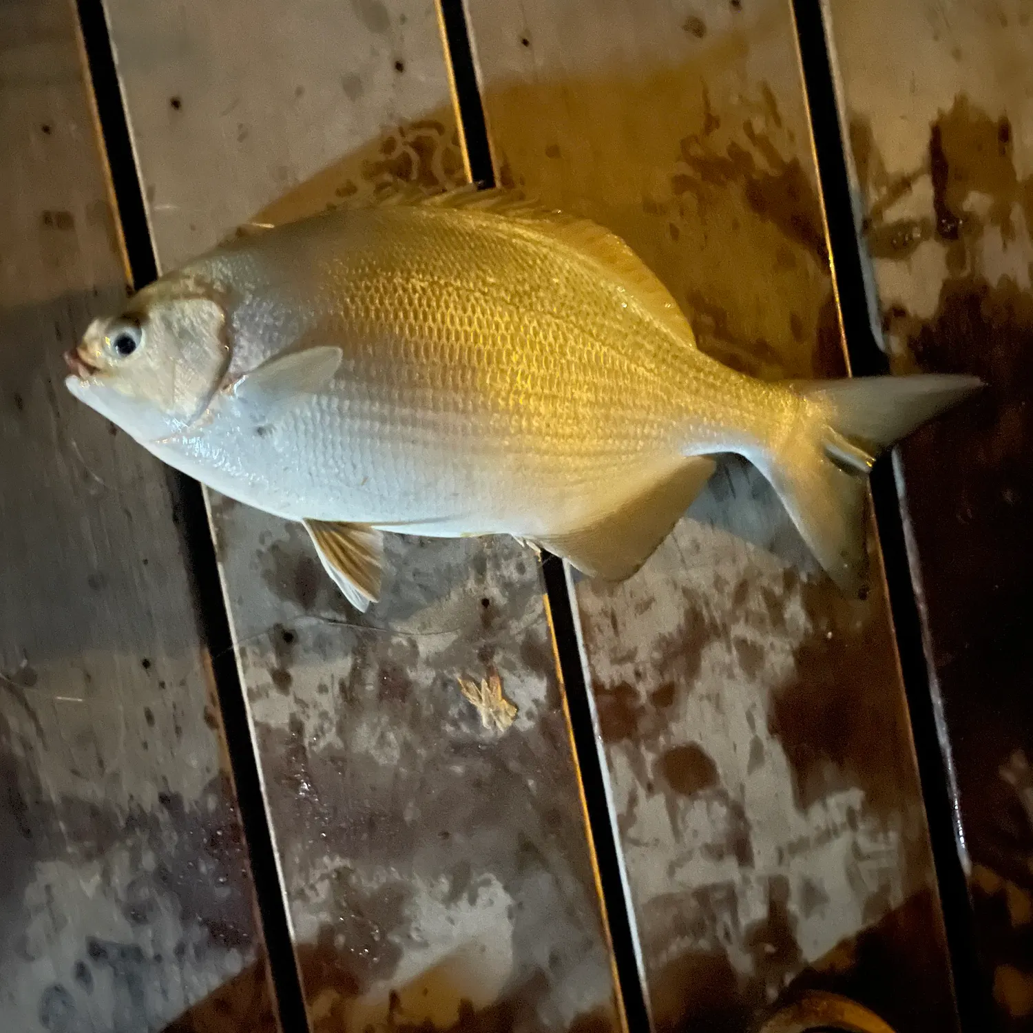 The most recent Bermuda sea chub catches on Fishbrain