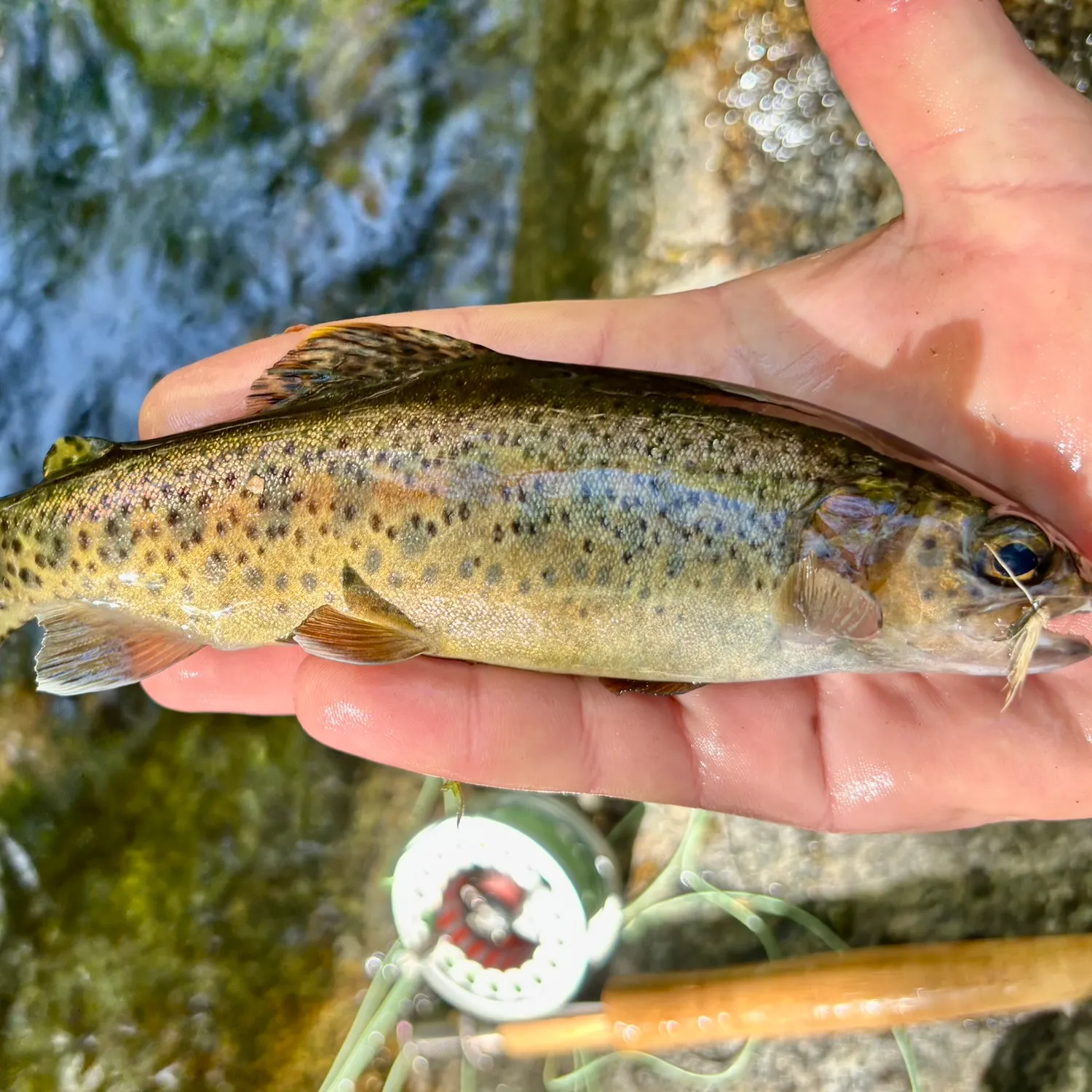 The most recent Coastal rainbow trout catches on Fishbrain