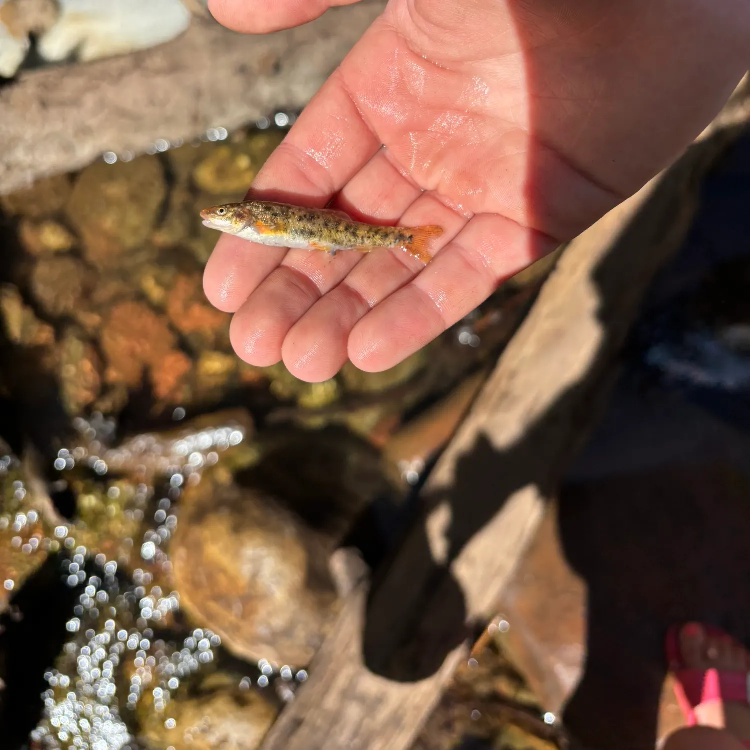The most recent Roanoke hogsucker catches on Fishbrain