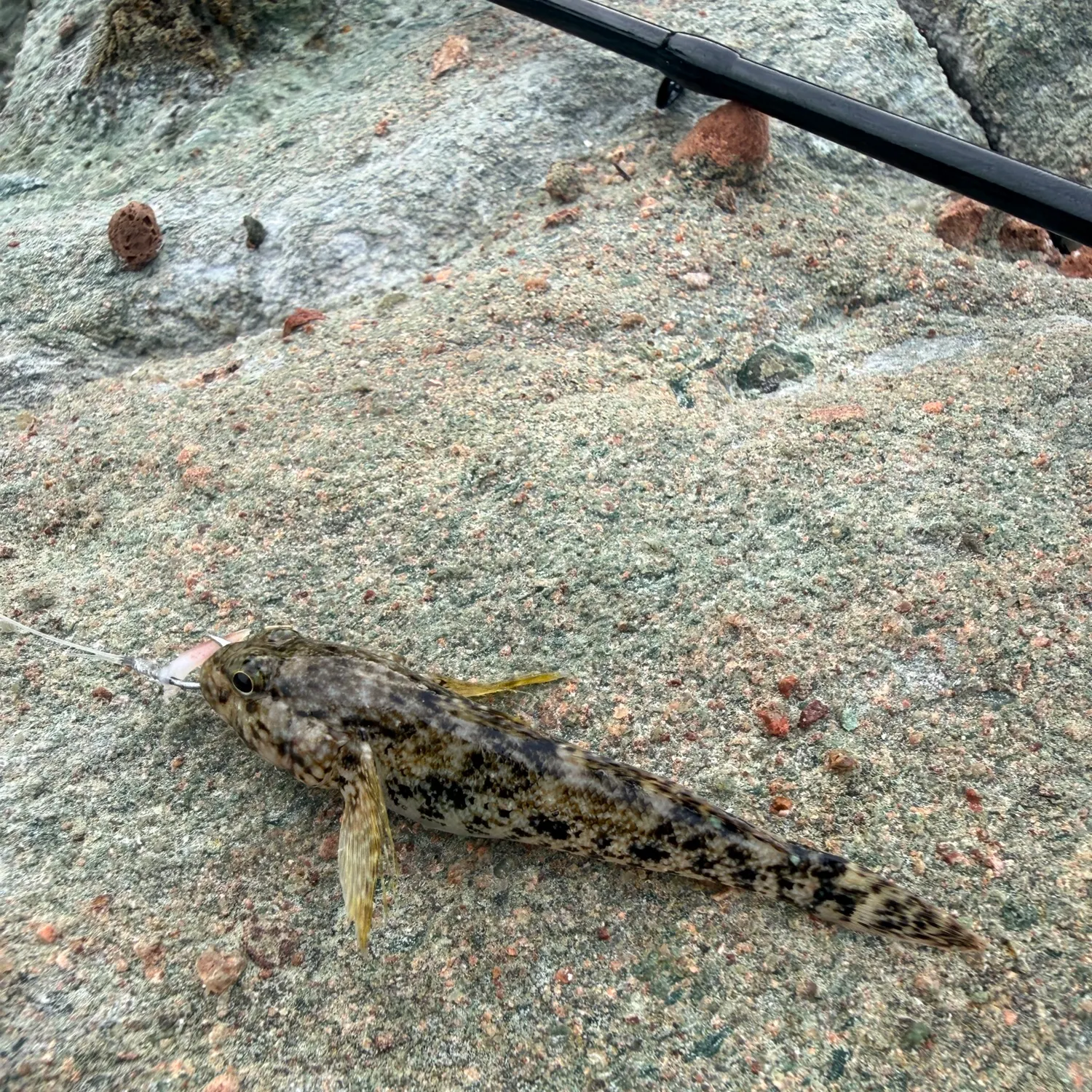 The most recent Incognito goby catches on Fishbrain